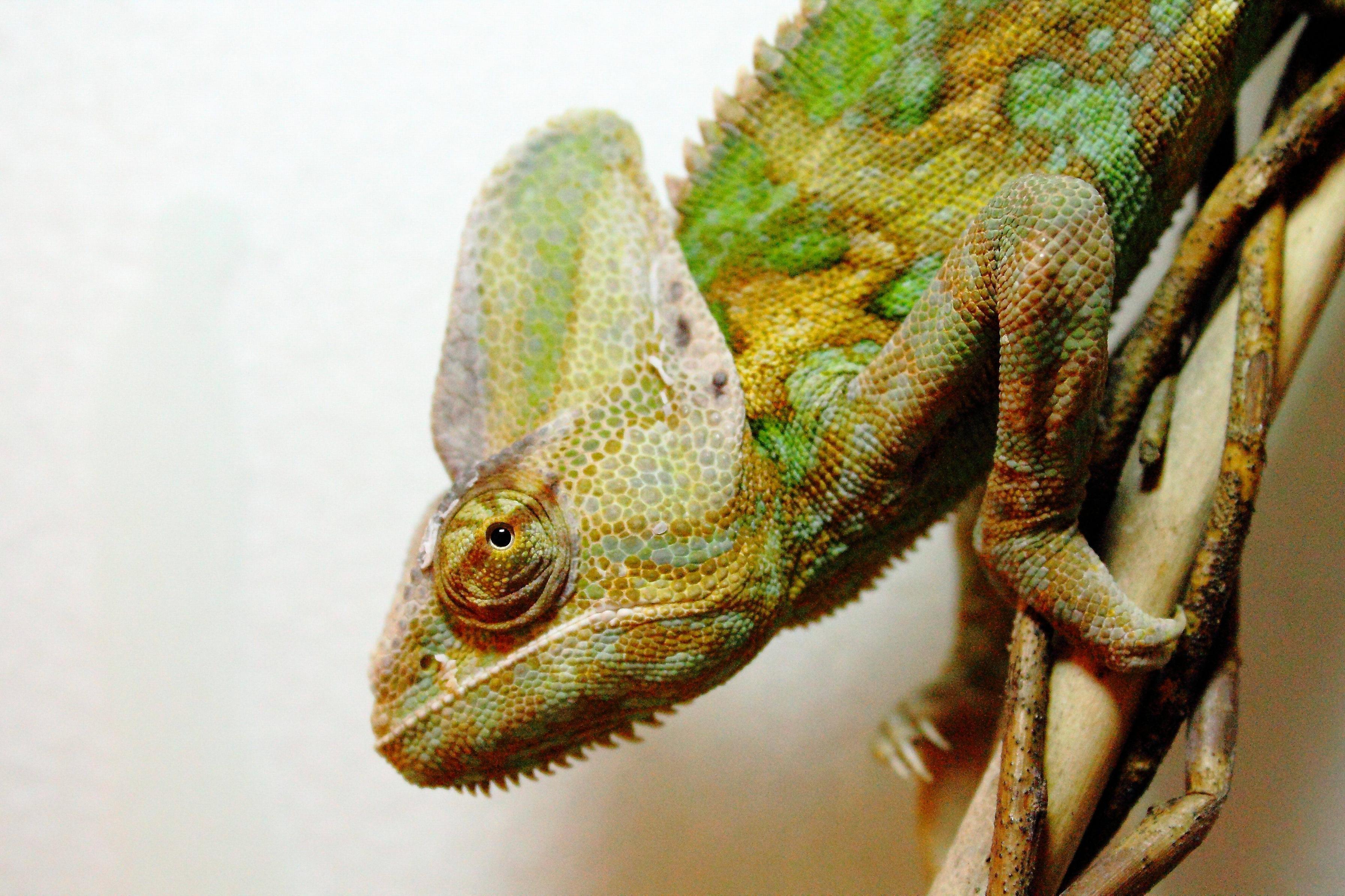5120x3413 Chameleon HD Wallpaper FREE HD Download
