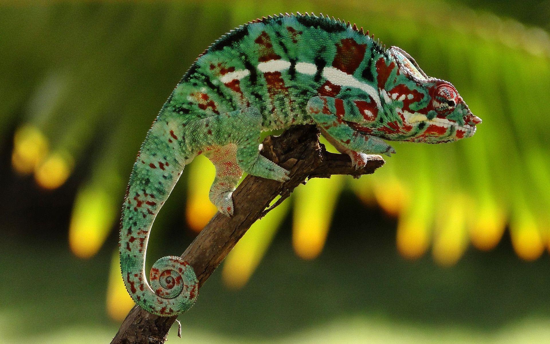 1920x1200 HD Chameleon wallpaper Background. Chameleons