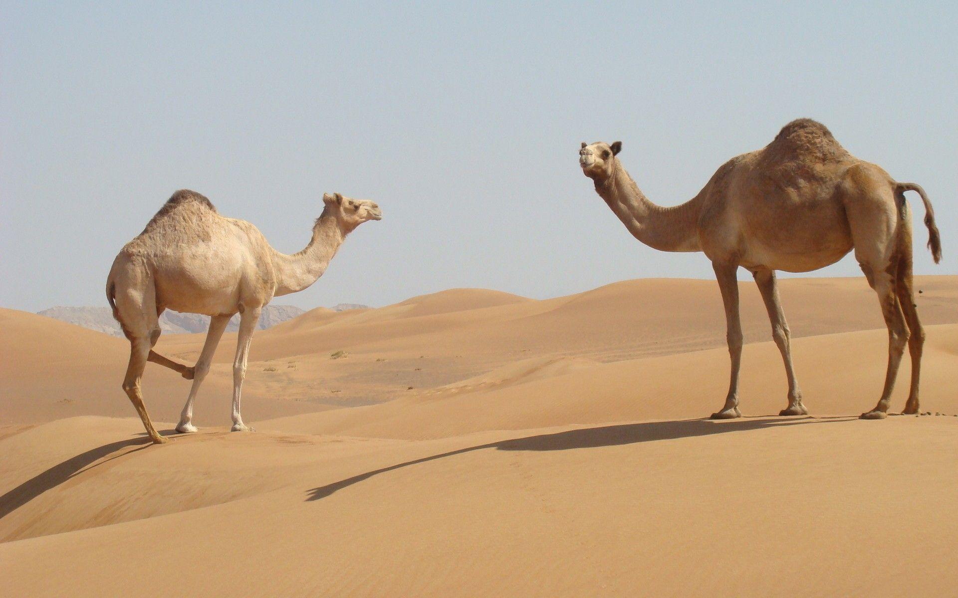 Desert Camel Wallpapers - Top Free Desert Camel Backgrounds ...