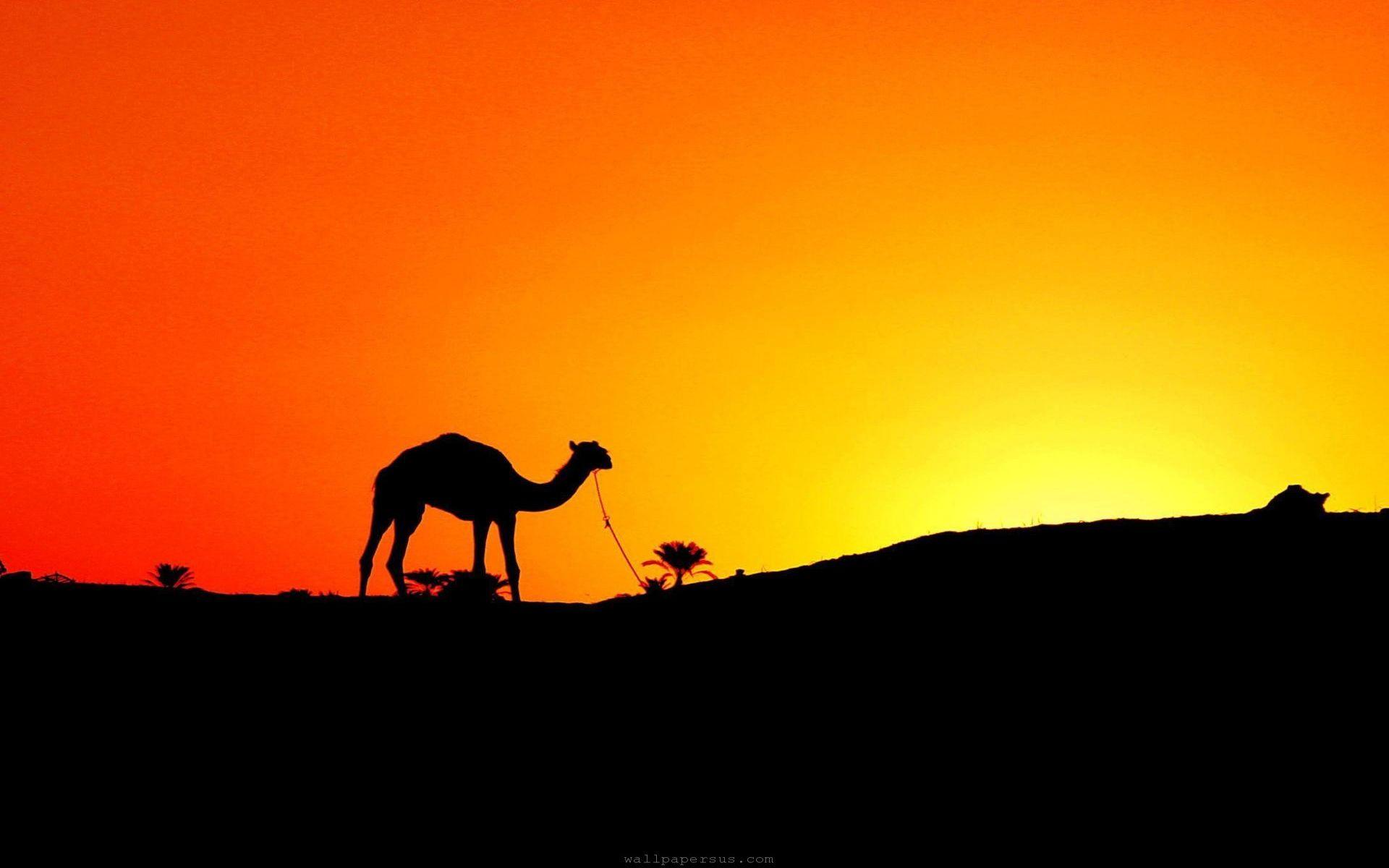 1920x1200 Camel Desert Sunset Egypt Wallpaper