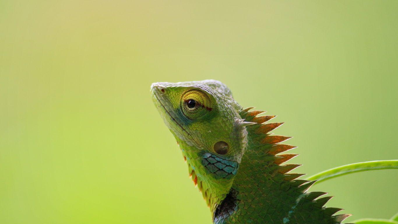 1366x768 Chameleon 5k 1366x768 Resolution HD 4k Wallpaper