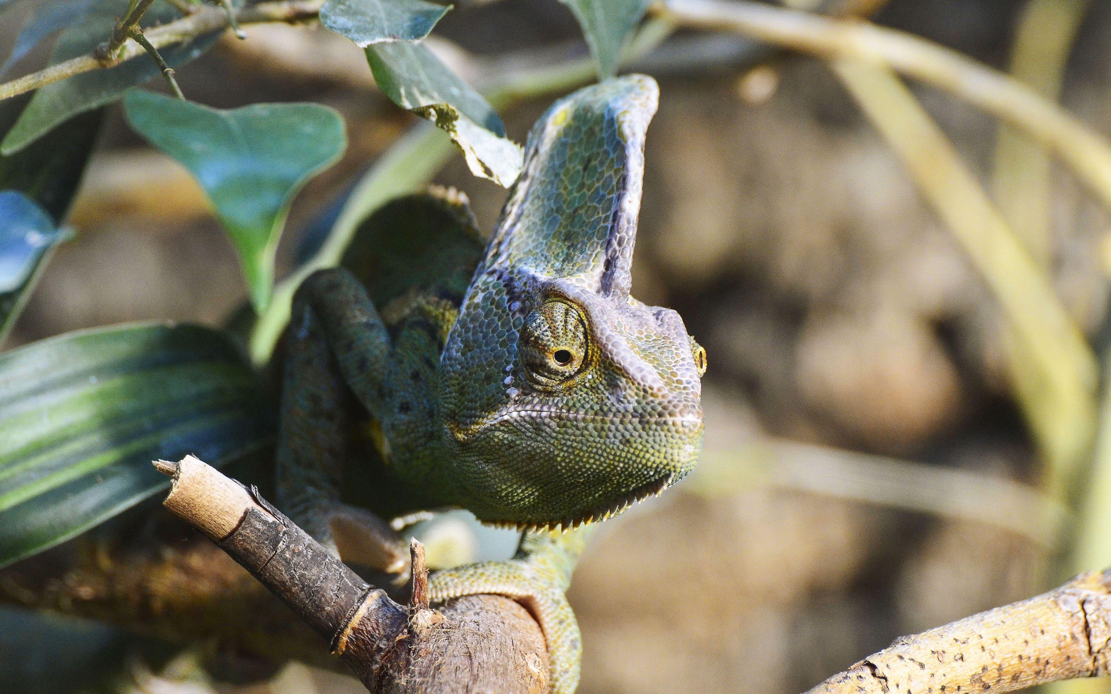 3840x2400 Download wallpaper 3840x2400 chameleon, reptile, lizard 4k