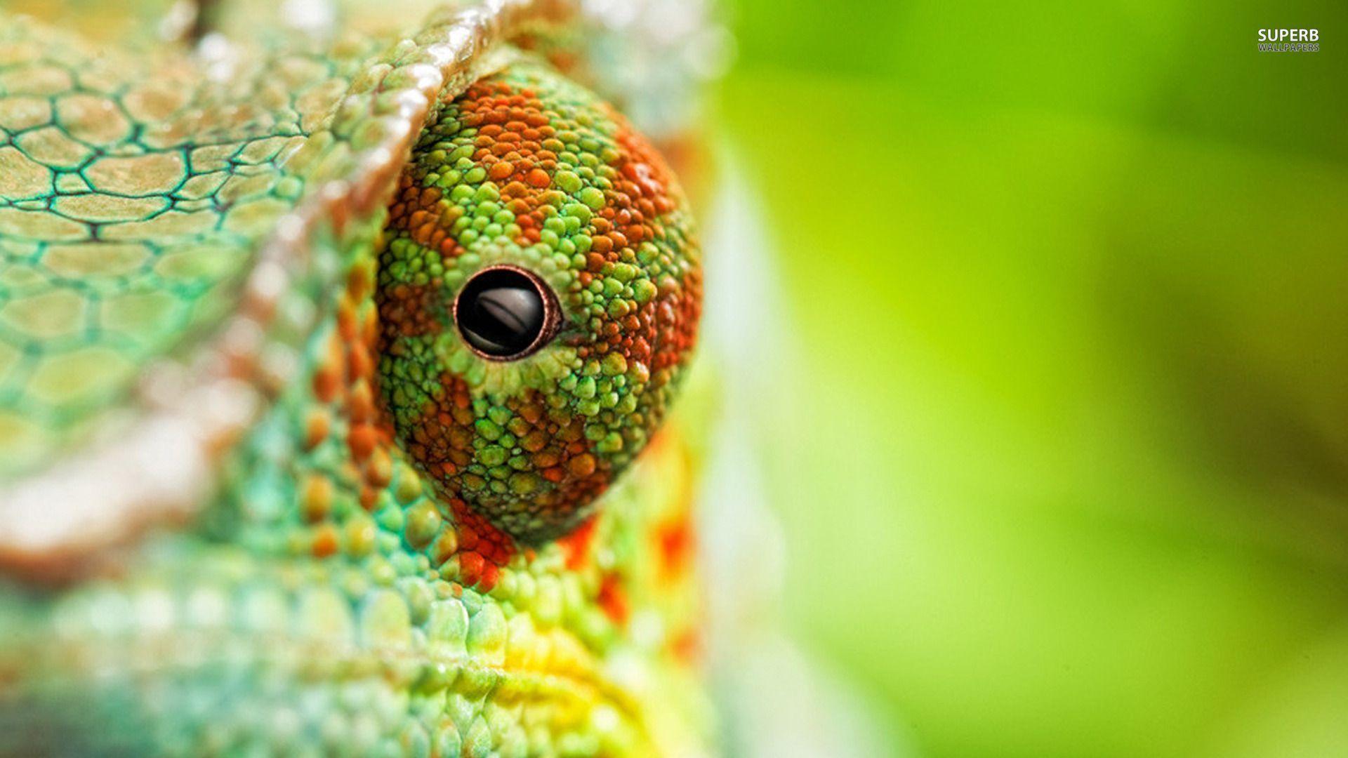 1920x1080 Free Creative Chameleon Image on your iPad