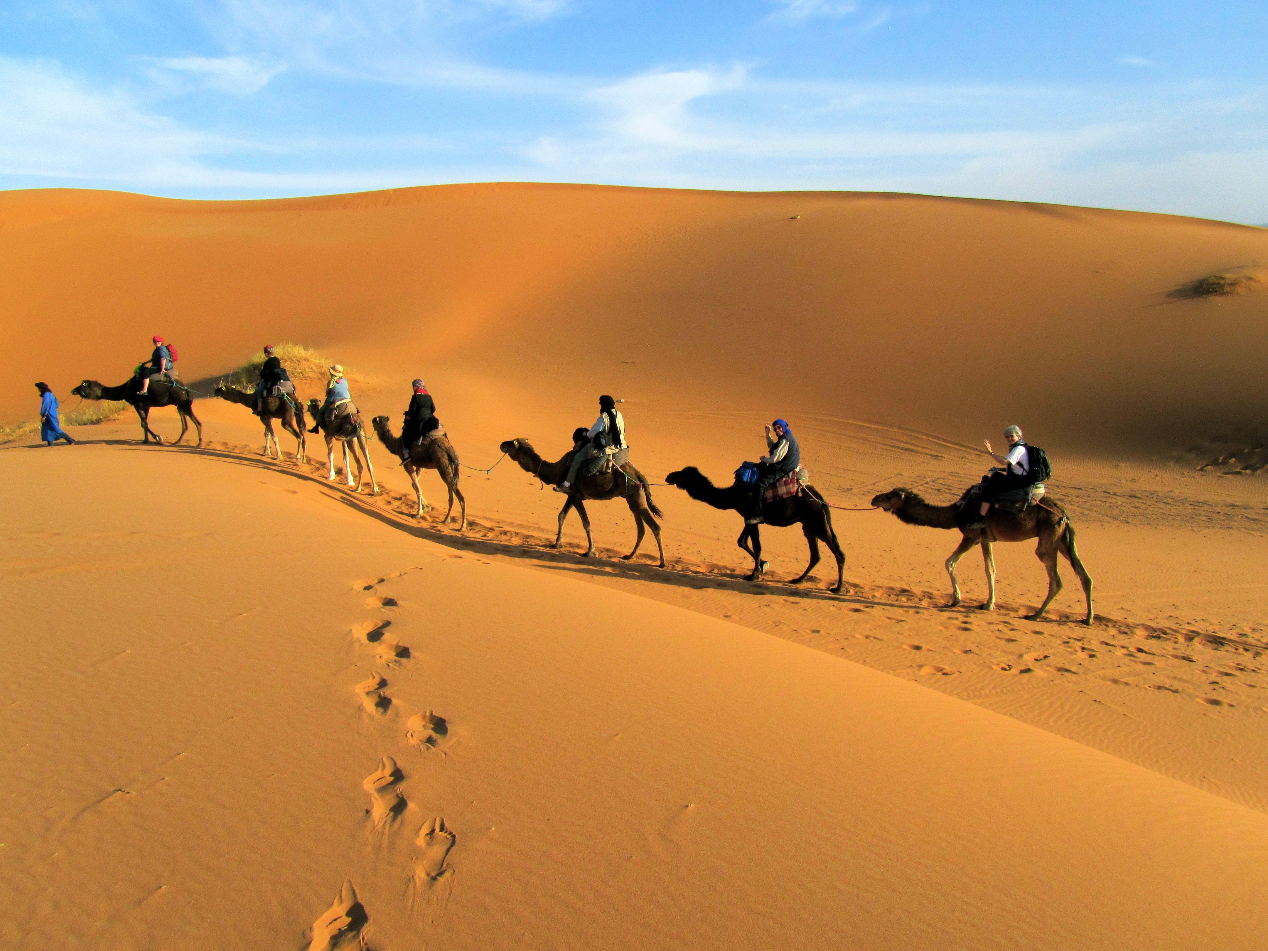 Desert Camel Wallpapers - Top Free Desert Camel Backgrounds