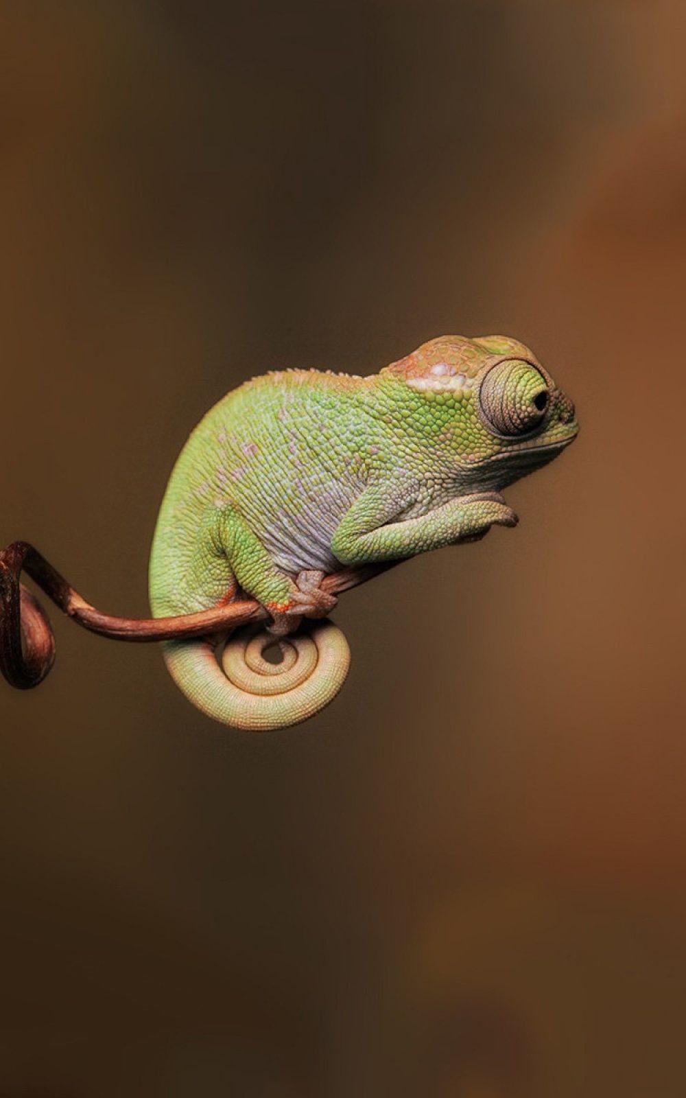 1000x1600 Calm Chameleon Lockscreen iPhone 6 Plus HD Wallpaper HD