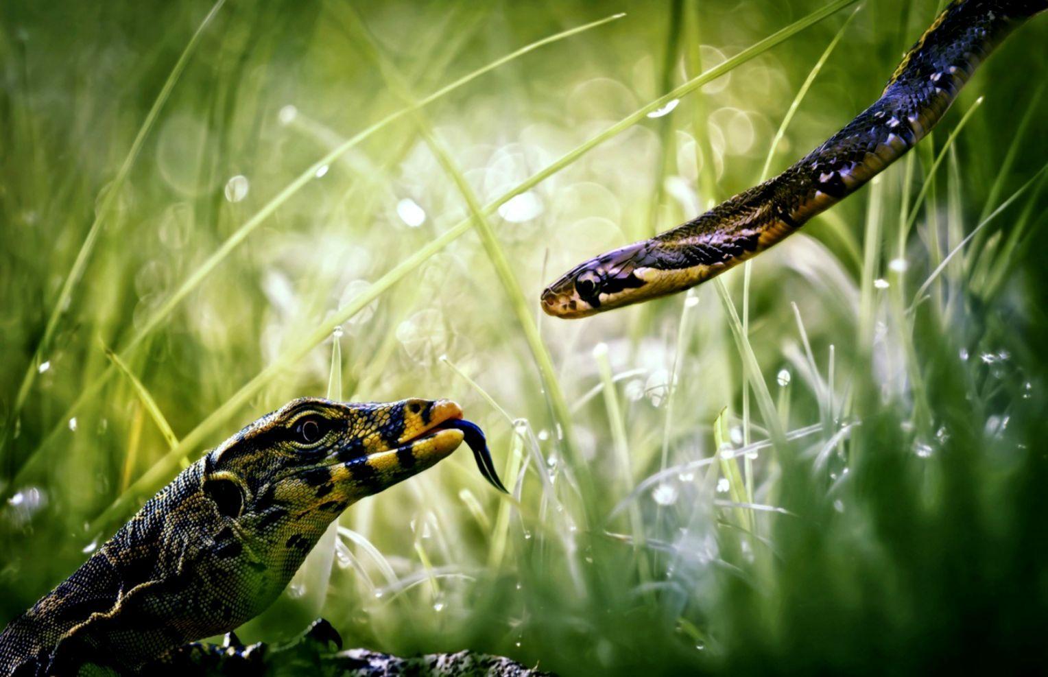 Reptile Wallpapers - Top Free Reptile Backgrounds - WallpaperAccess