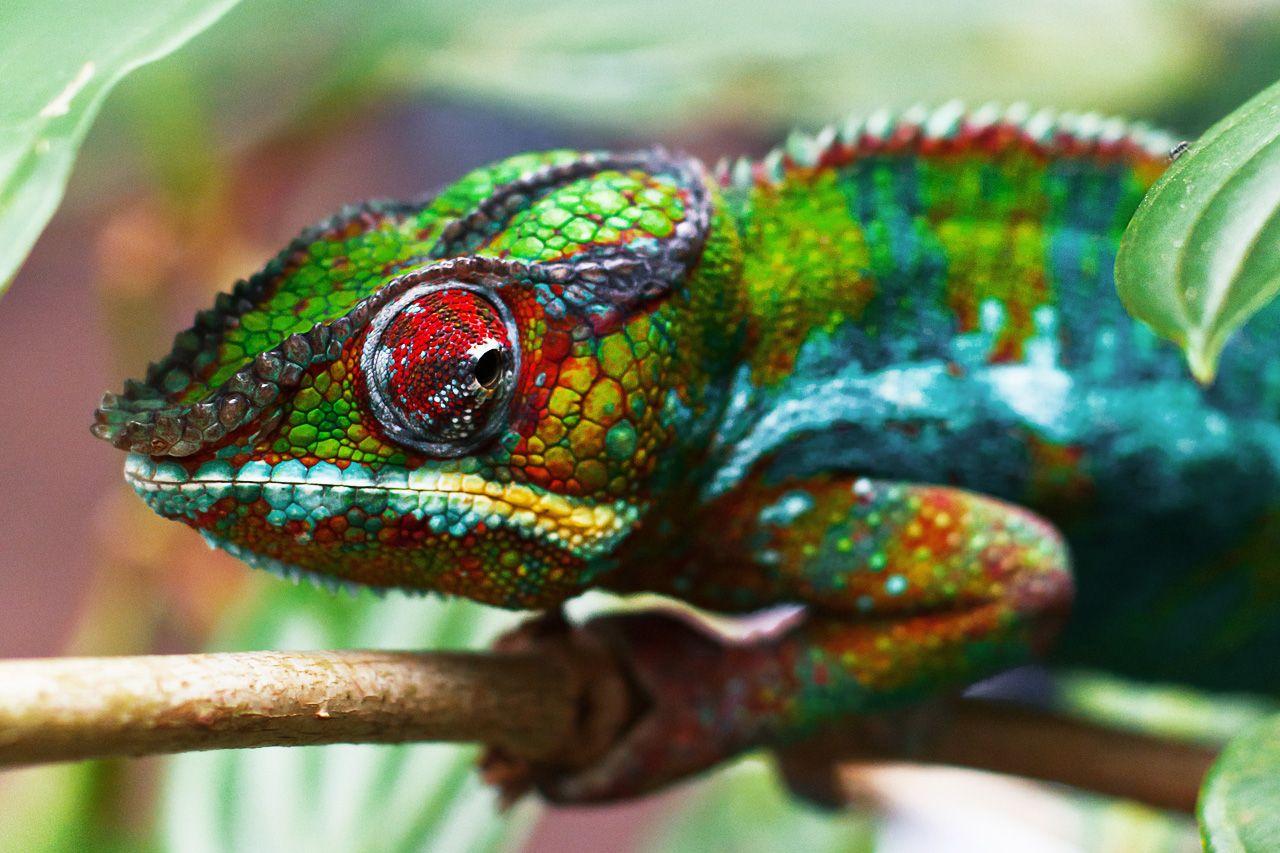 1280x853 Chameleons Reptile Photo Free HD Wallpaper Download