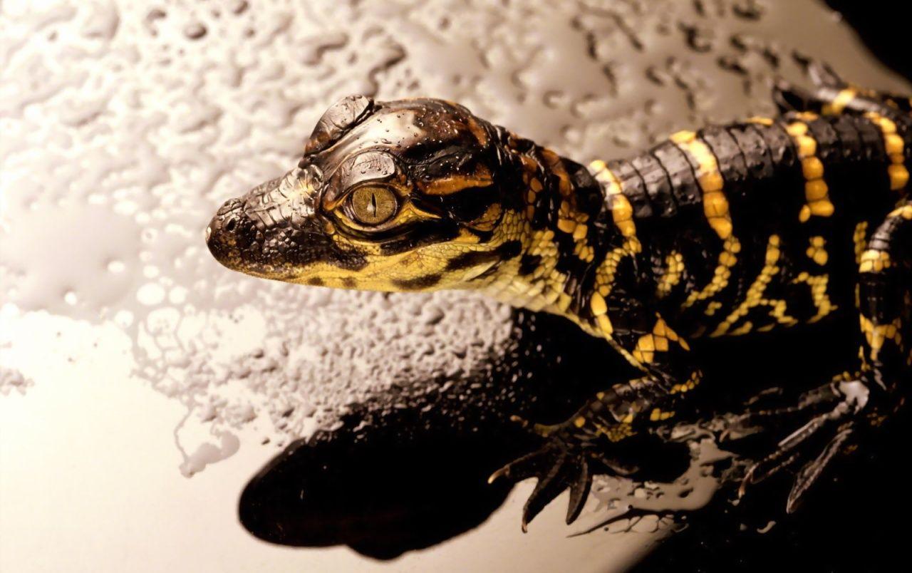 Reptile Wallpapers - Top Free Reptile Backgrounds - WallpaperAccess