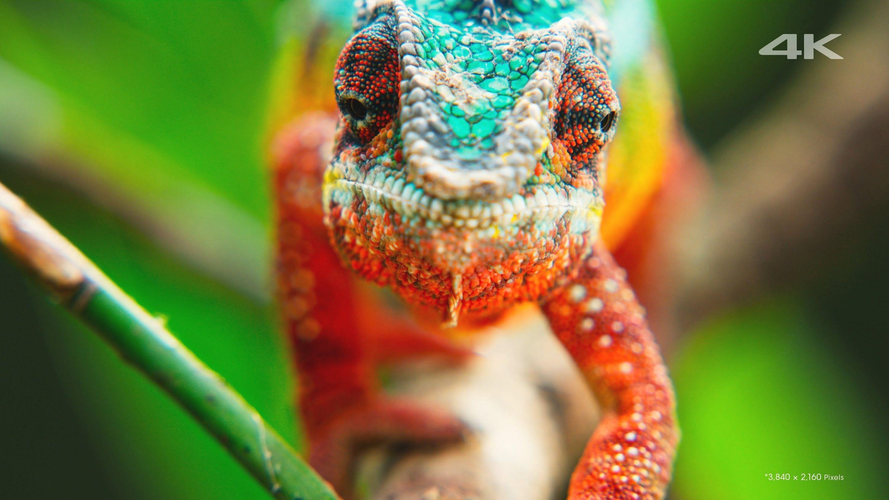 4K Chameleon Wallpapers - Top Free 4K Chameleon Backgrounds ...