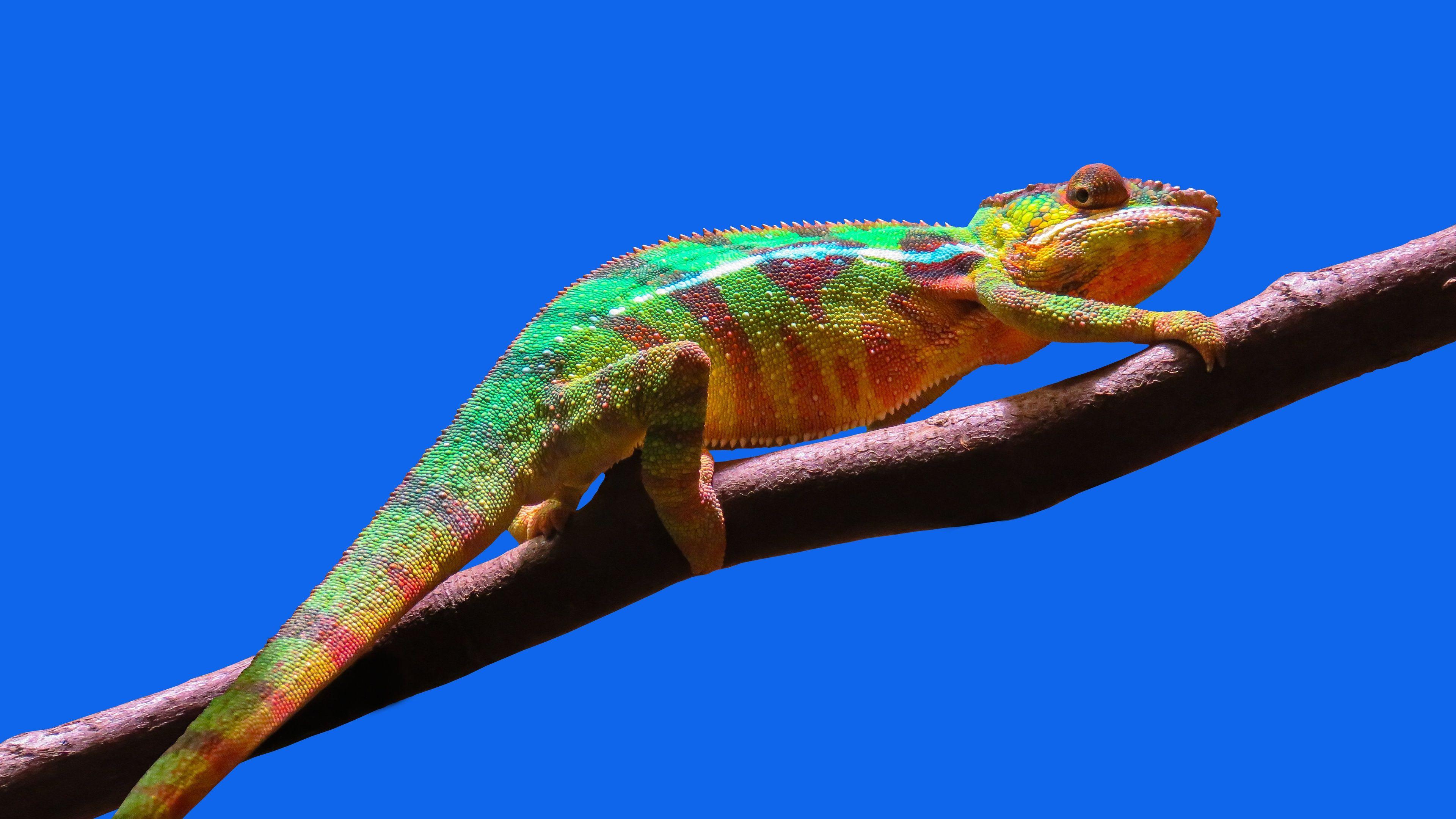 4K Chameleon Wallpapers - Top Free 4K Chameleon Backgrounds ...