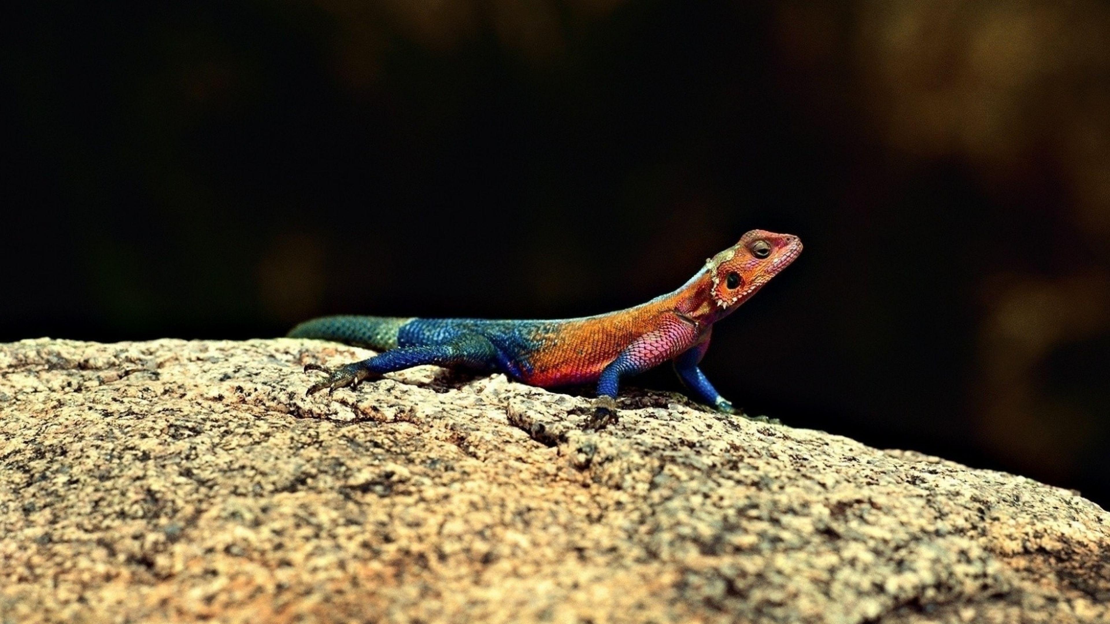 Reptile Wallpapers - Top Free Reptile Backgrounds - WallpaperAccess