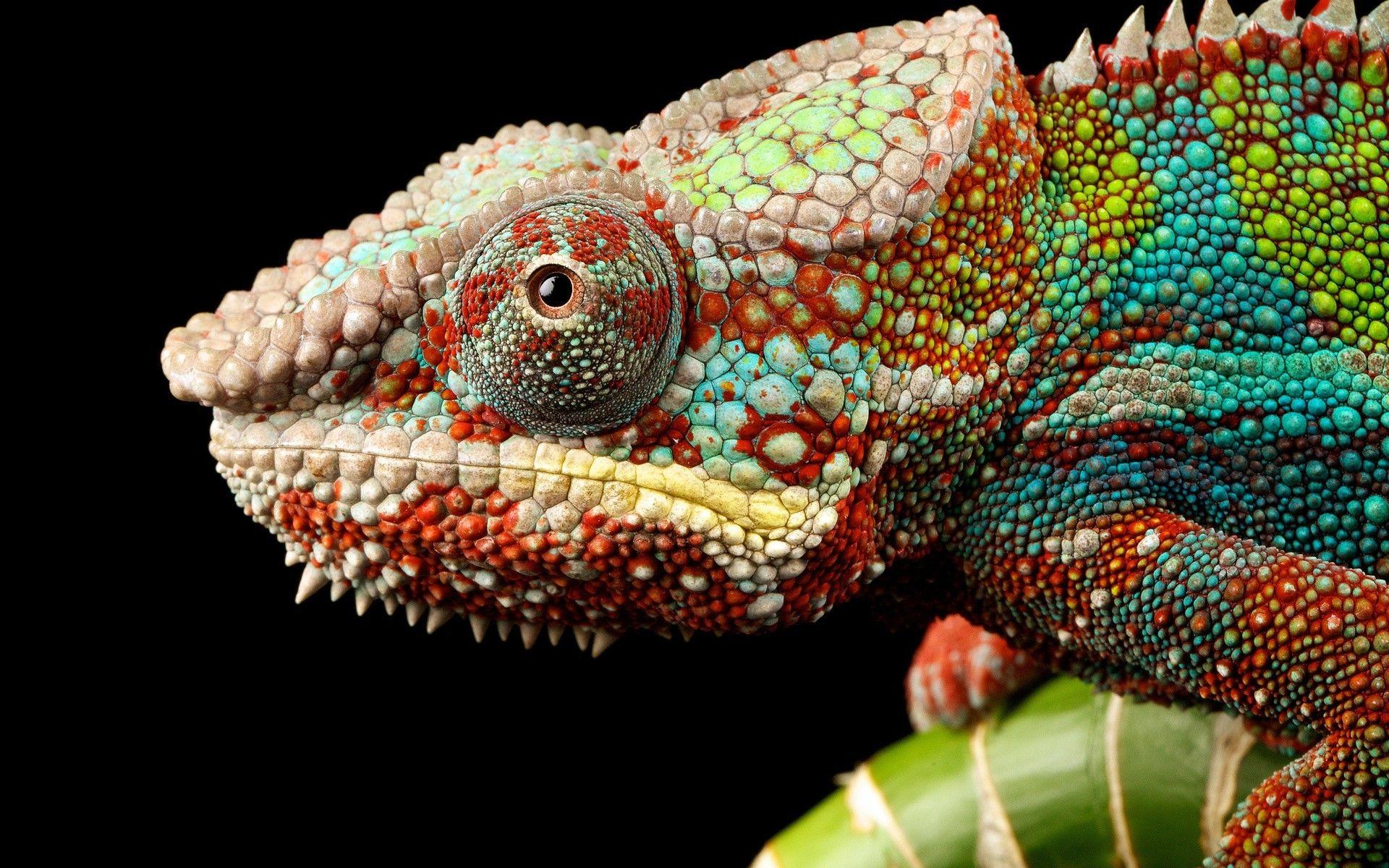 1920x1200 Chameleon Wallpaper HD