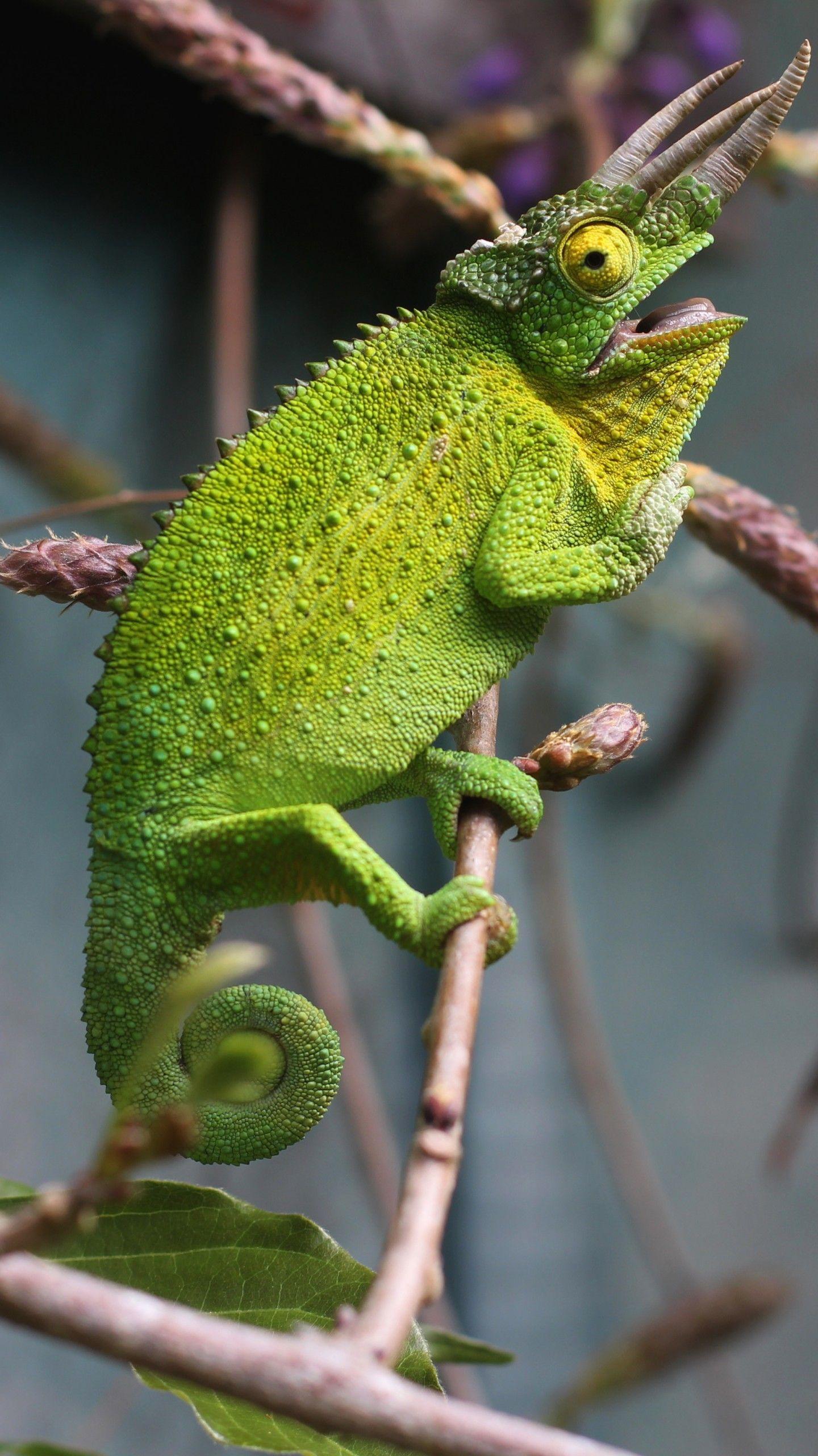4K Chameleon Wallpapers - Top Free 4K Chameleon Backgrounds ...