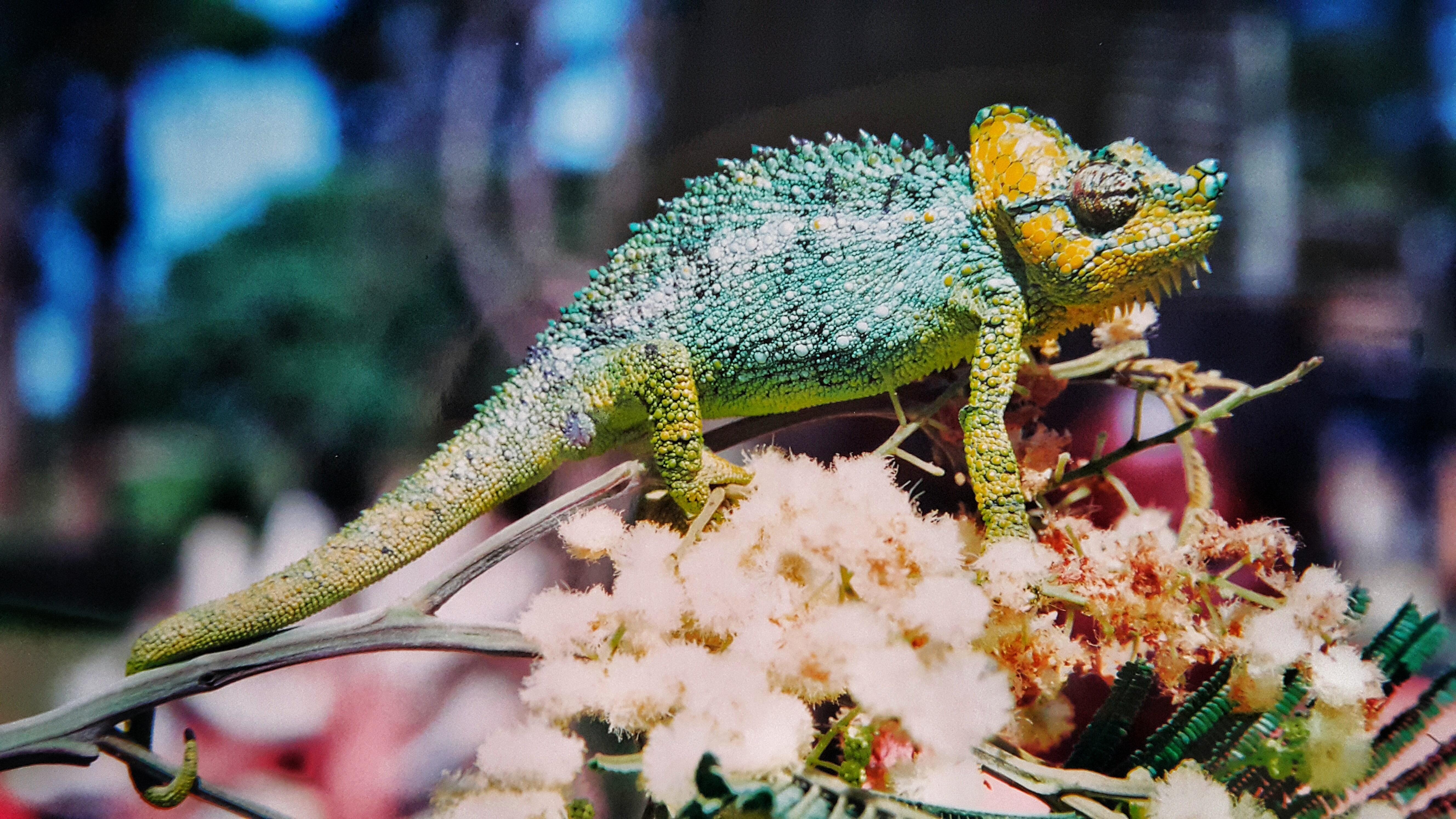 5312x2988 wallpaper chameleon, colorful, reptile HD : Widescreen