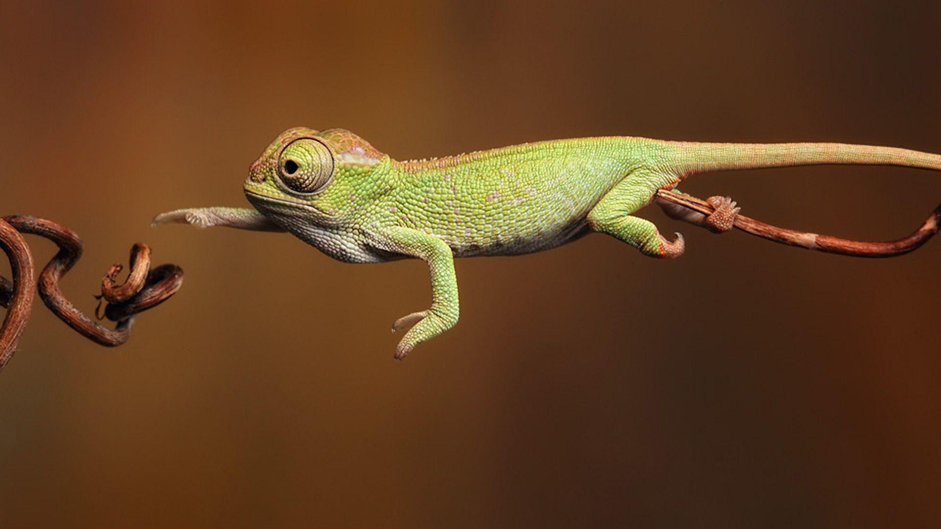 1920x1080 Chameleon Best Wallpaper 27724