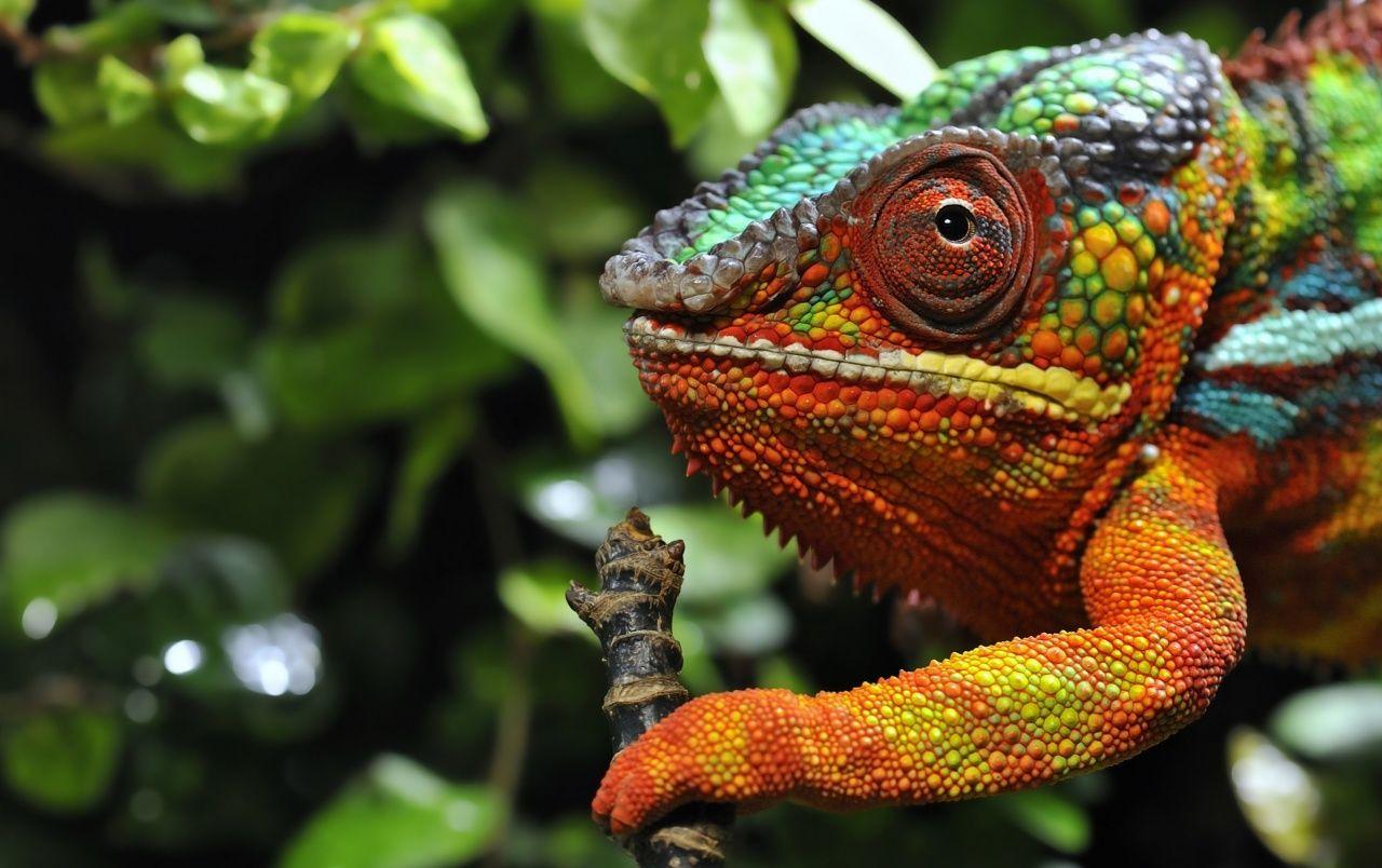 1280x804 Chameleon Macro Colors wallpaper. Chameleon Macro Colors