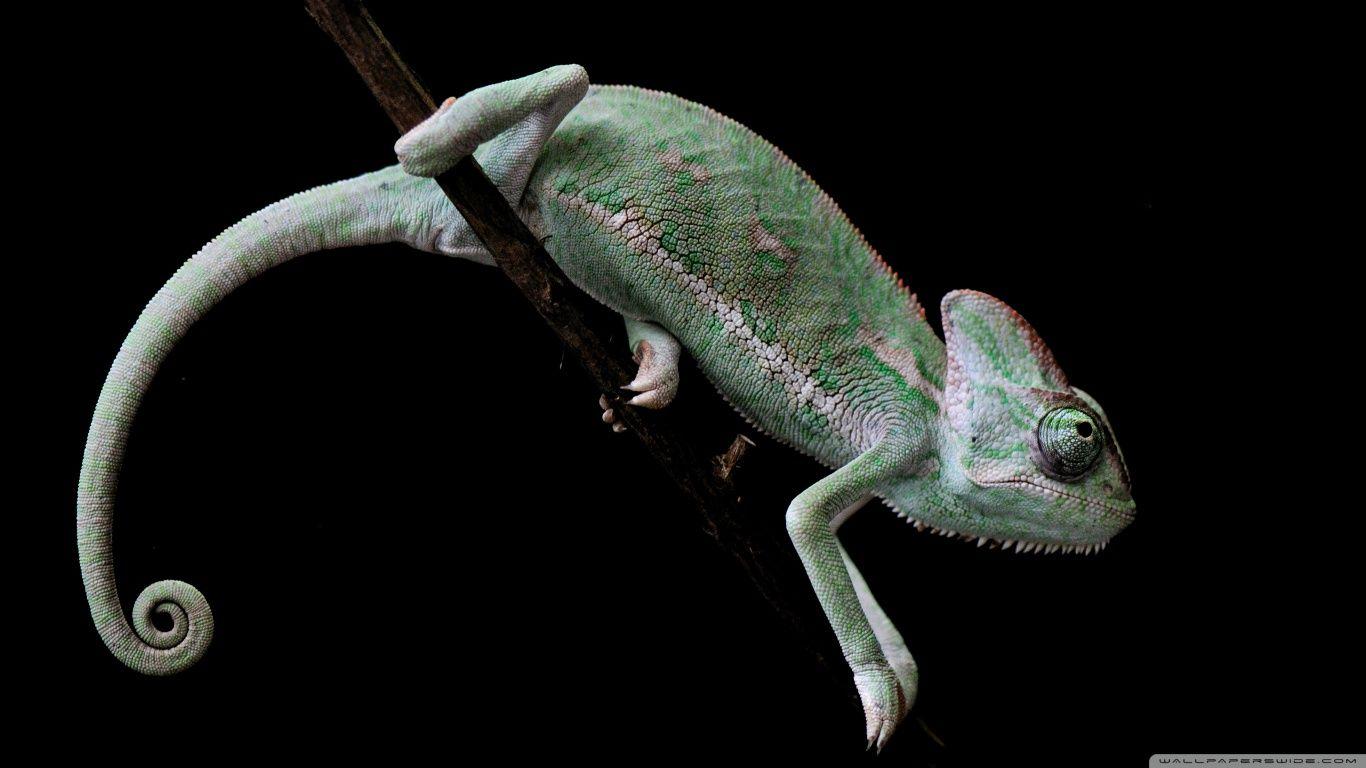 1366x768 Chameleon Close Up Lizard HD Wallpaper. HD Wallpaper Gallery
