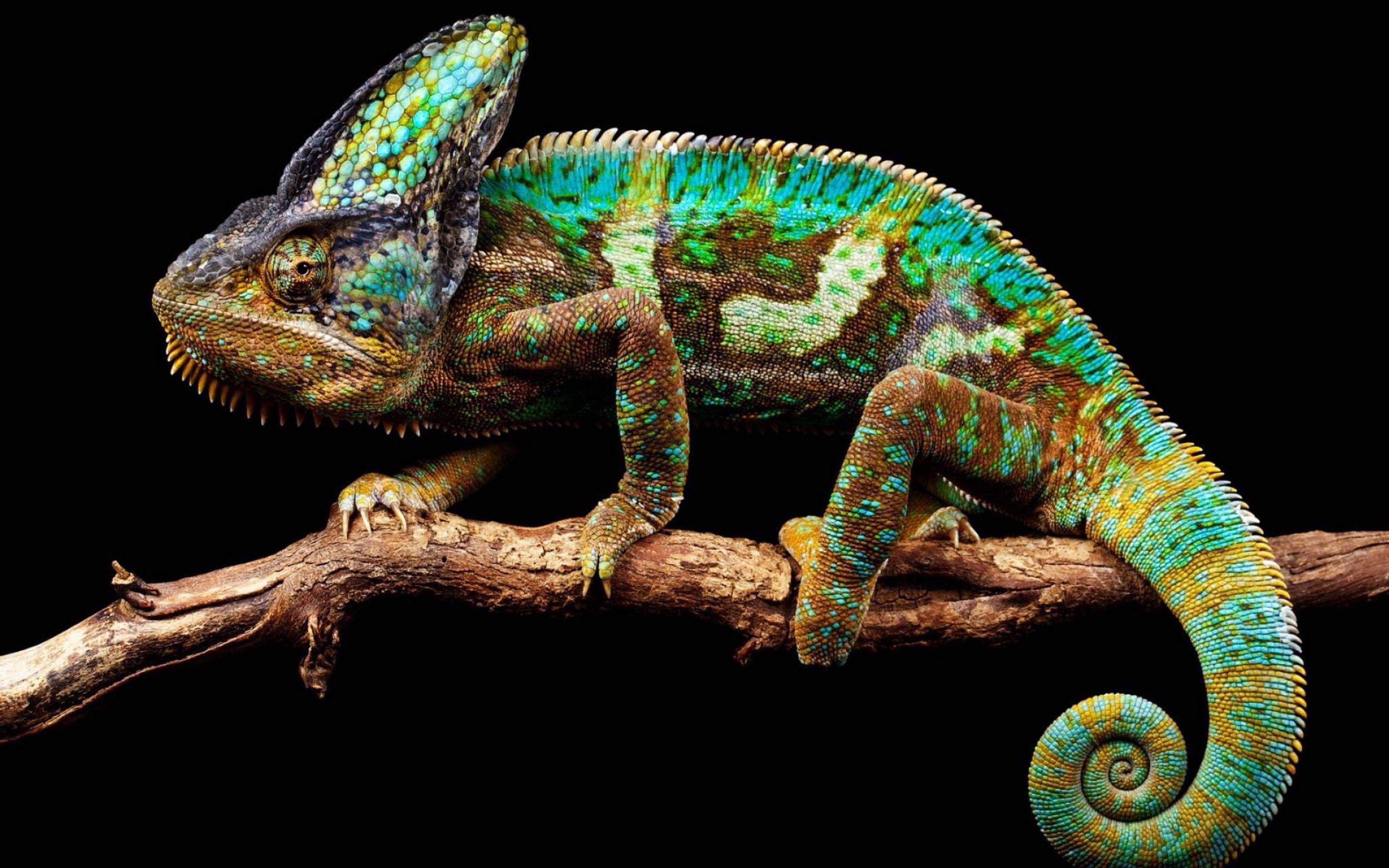 Chameleon Desktop Wallpapers - Top Free Chameleon Desktop Backgrounds