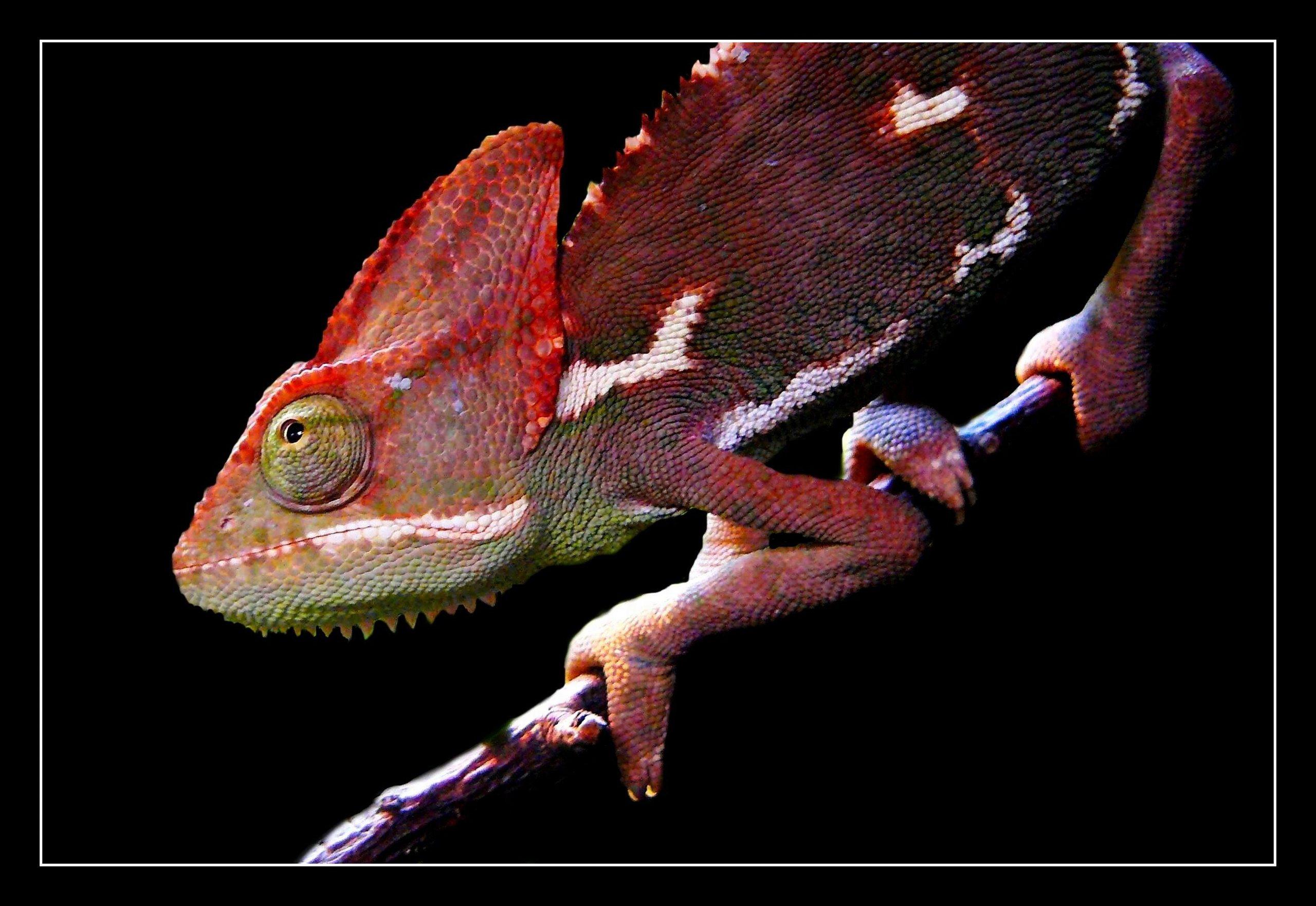2560x1762 Chameleon HD Wallpaper FREE HD Download