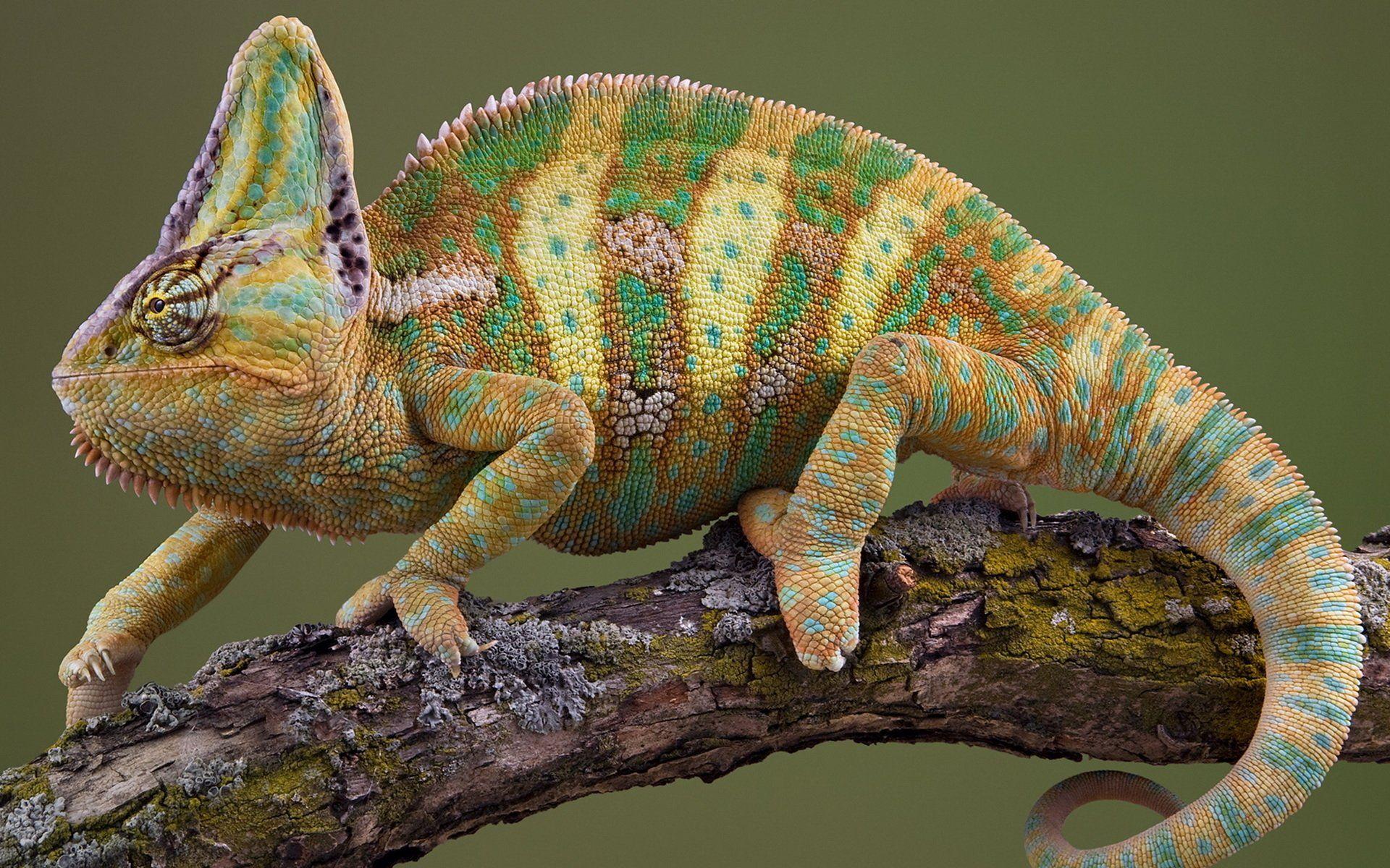 1920x1200 Chameleon HD Wallpaper and Background Image