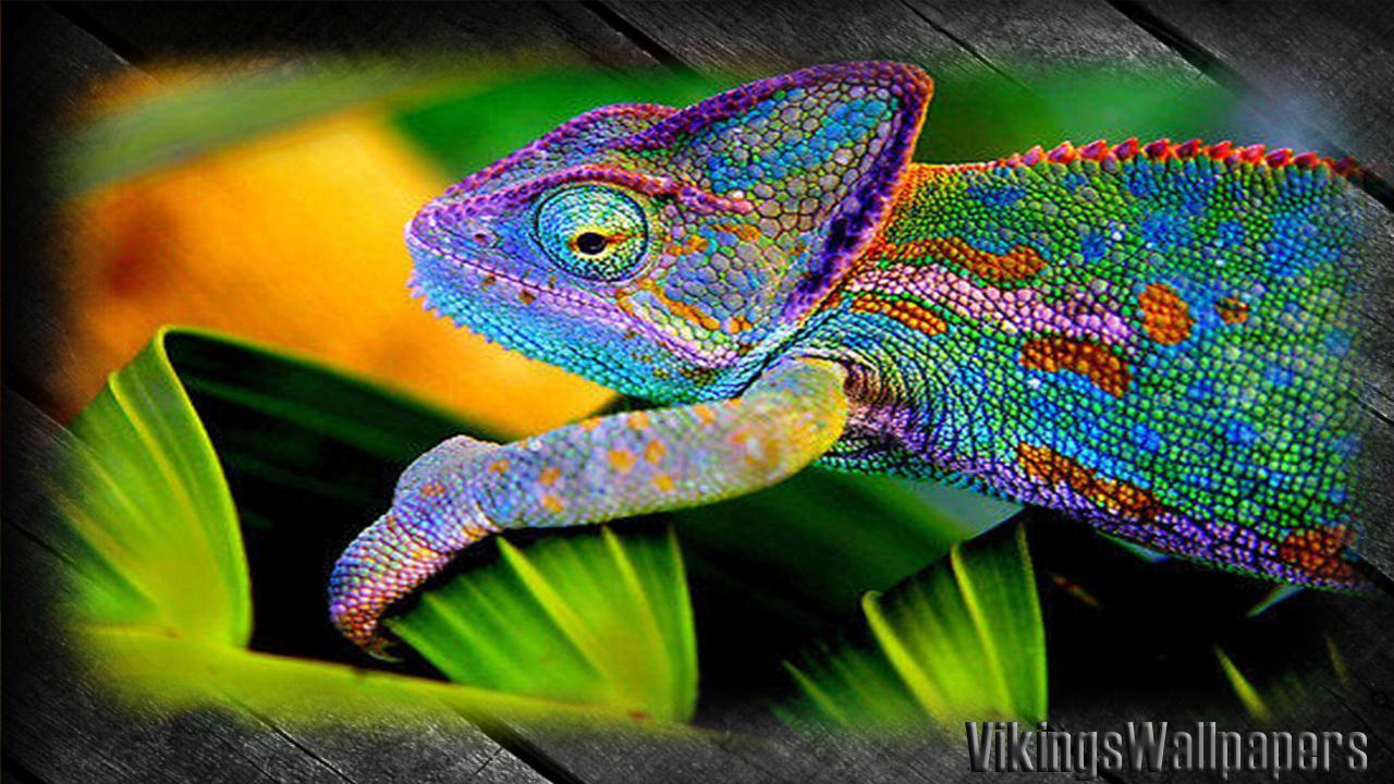 1280x720 Chameleon Wallpaper for Android