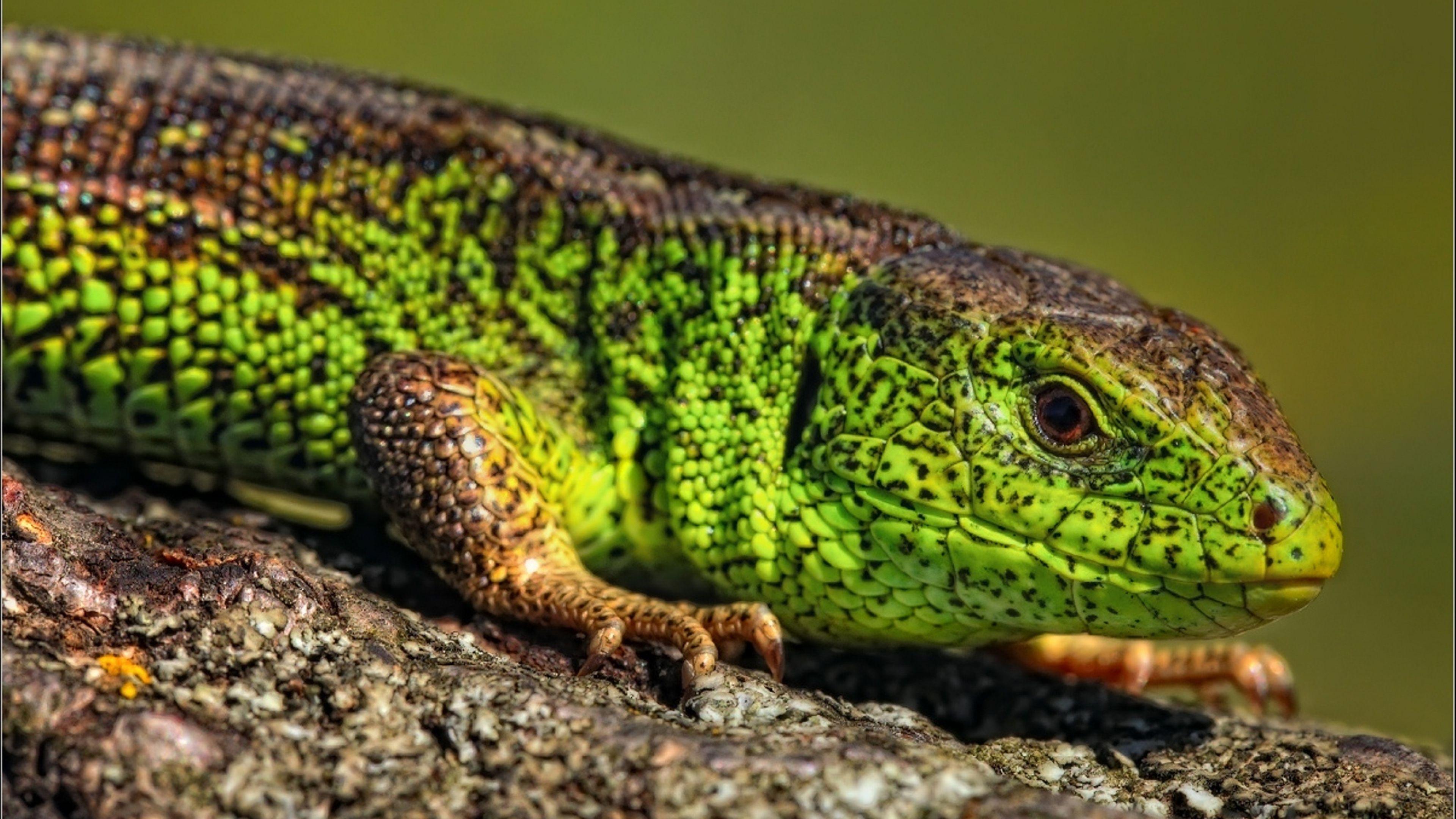 Reptile Wallpapers - Top Free Reptile Backgrounds - WallpaperAccess