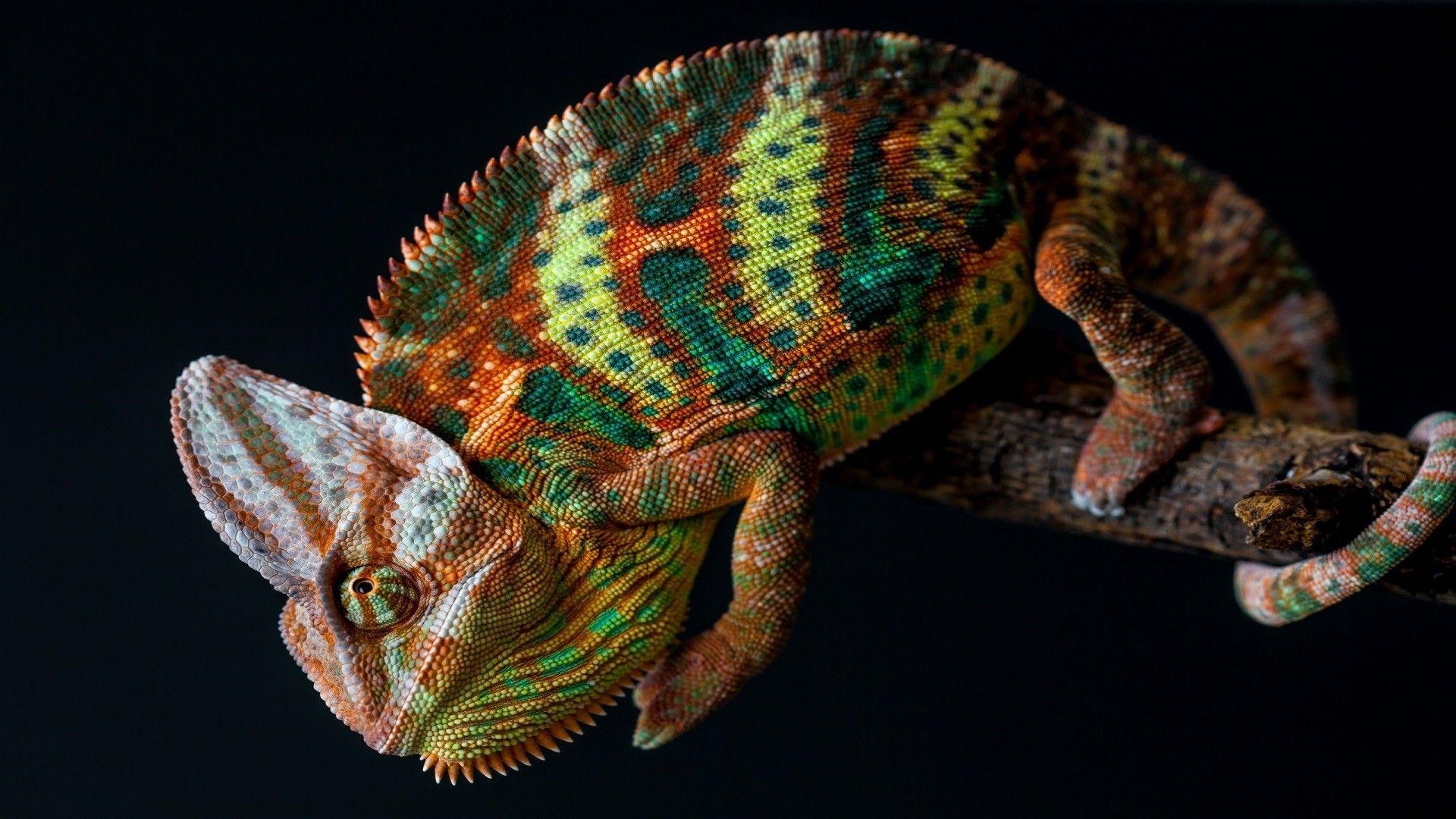 1920x1080 1920x1080 nature animals chameleons colorful skin