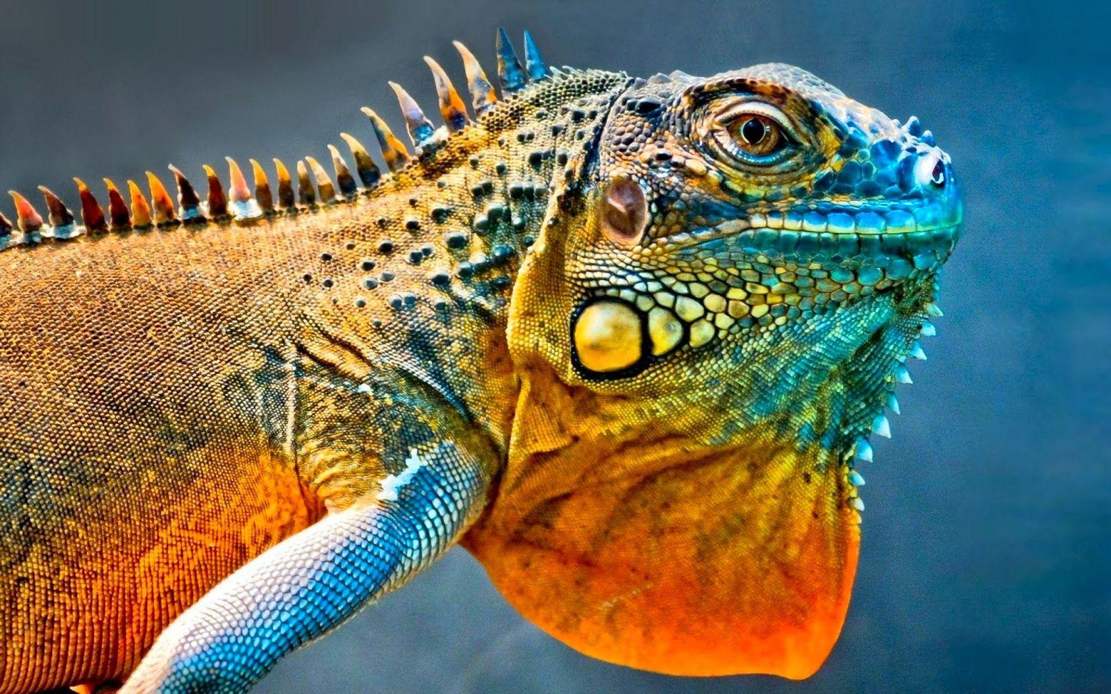 1600x1000 19 Colorful Chameleon Wallpaper HD 310 - Chameleon HD