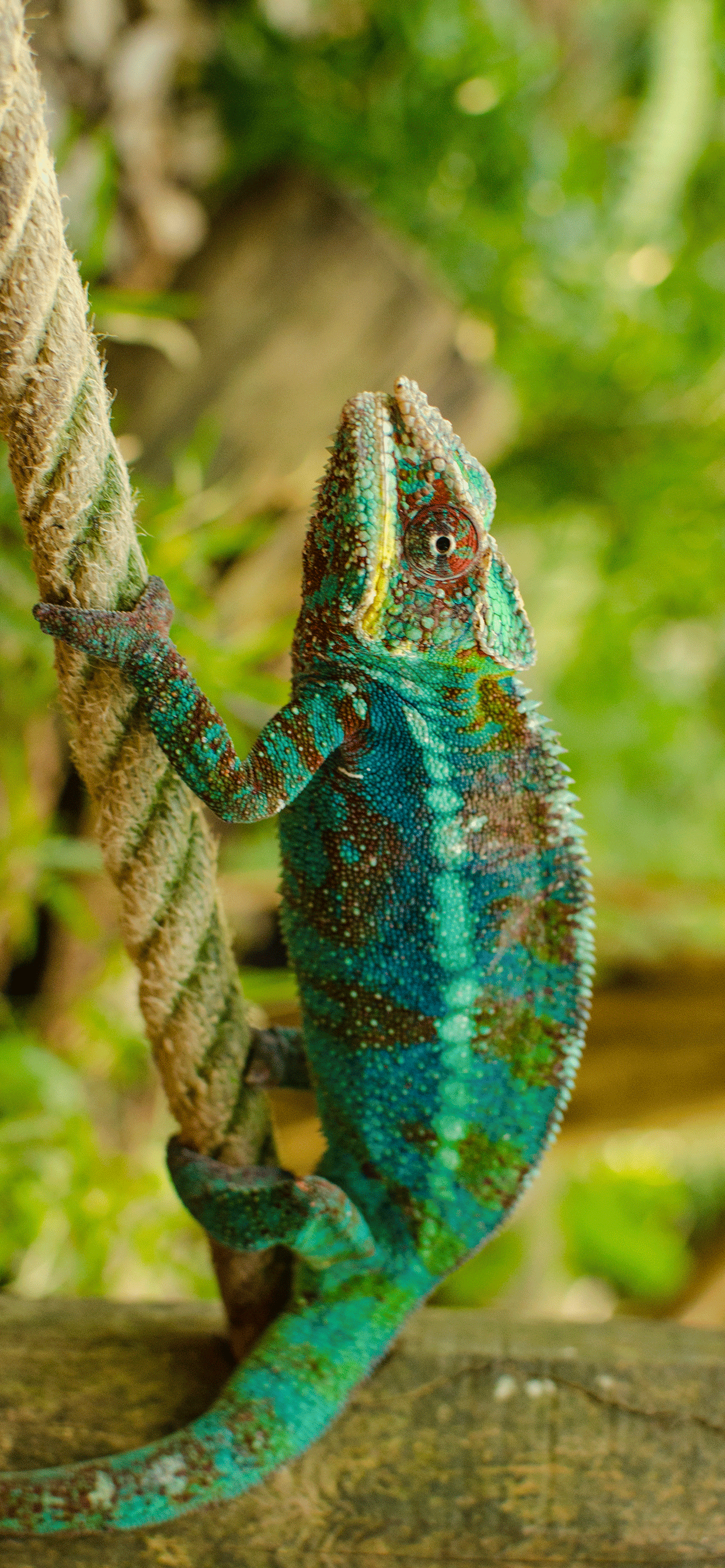 1242x2688 Chameleon Wallpaper for iPhone X, 6