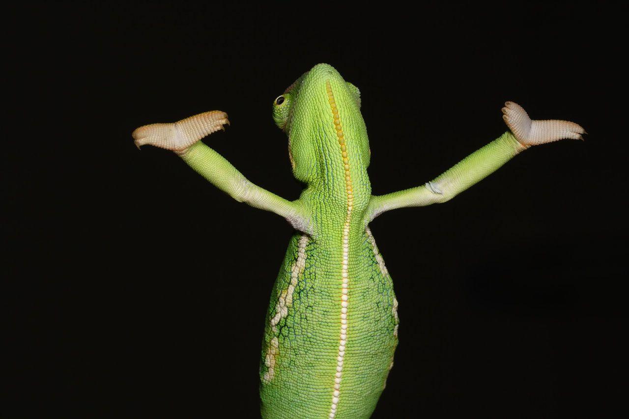 1280x853 Cute Chameleon Wallpaper PC S1E3JO. Wallperio.com™