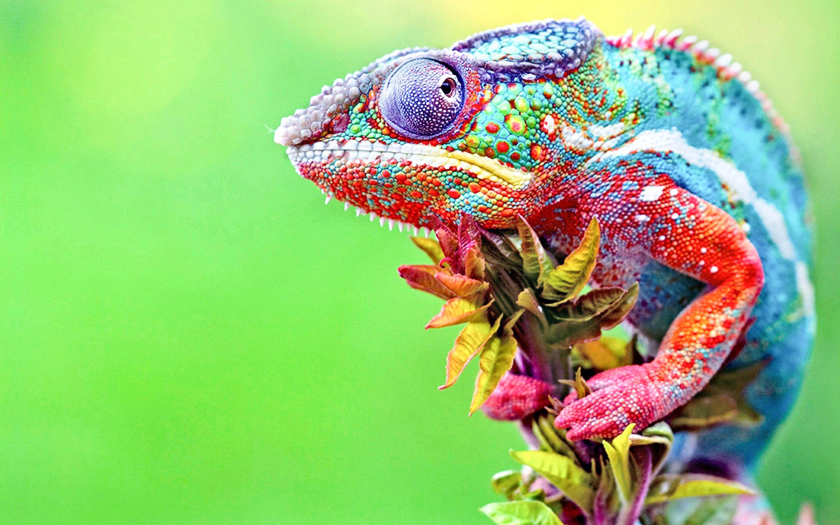 2880x1800 Panther chameleon wallpaper