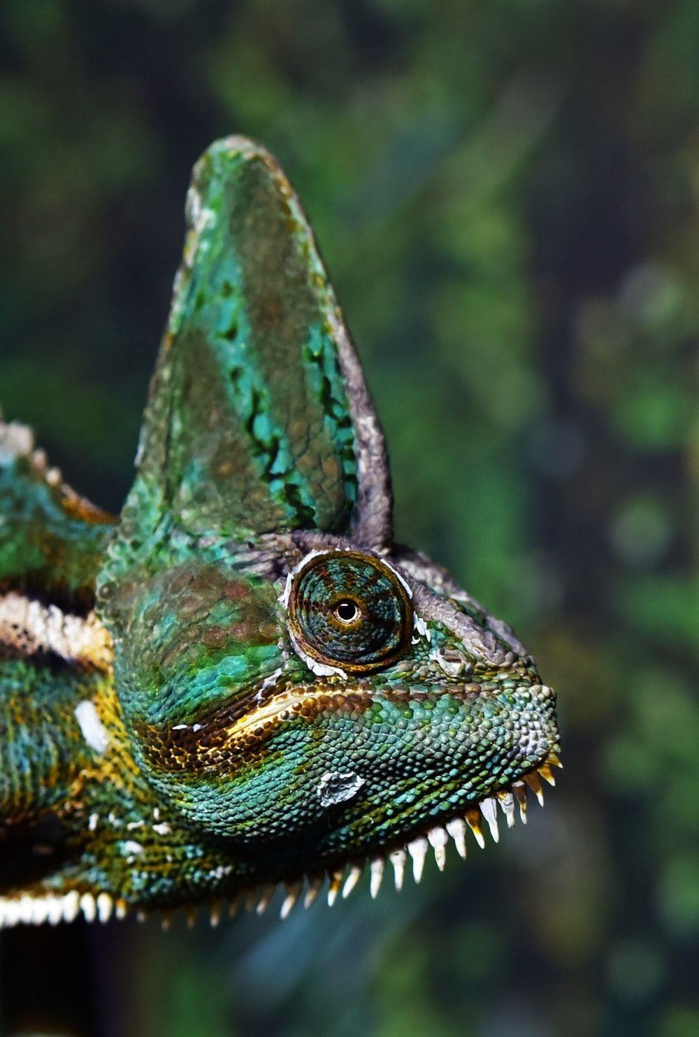 1000x1484 Chameleon Twigs Photo HD Wallpaper