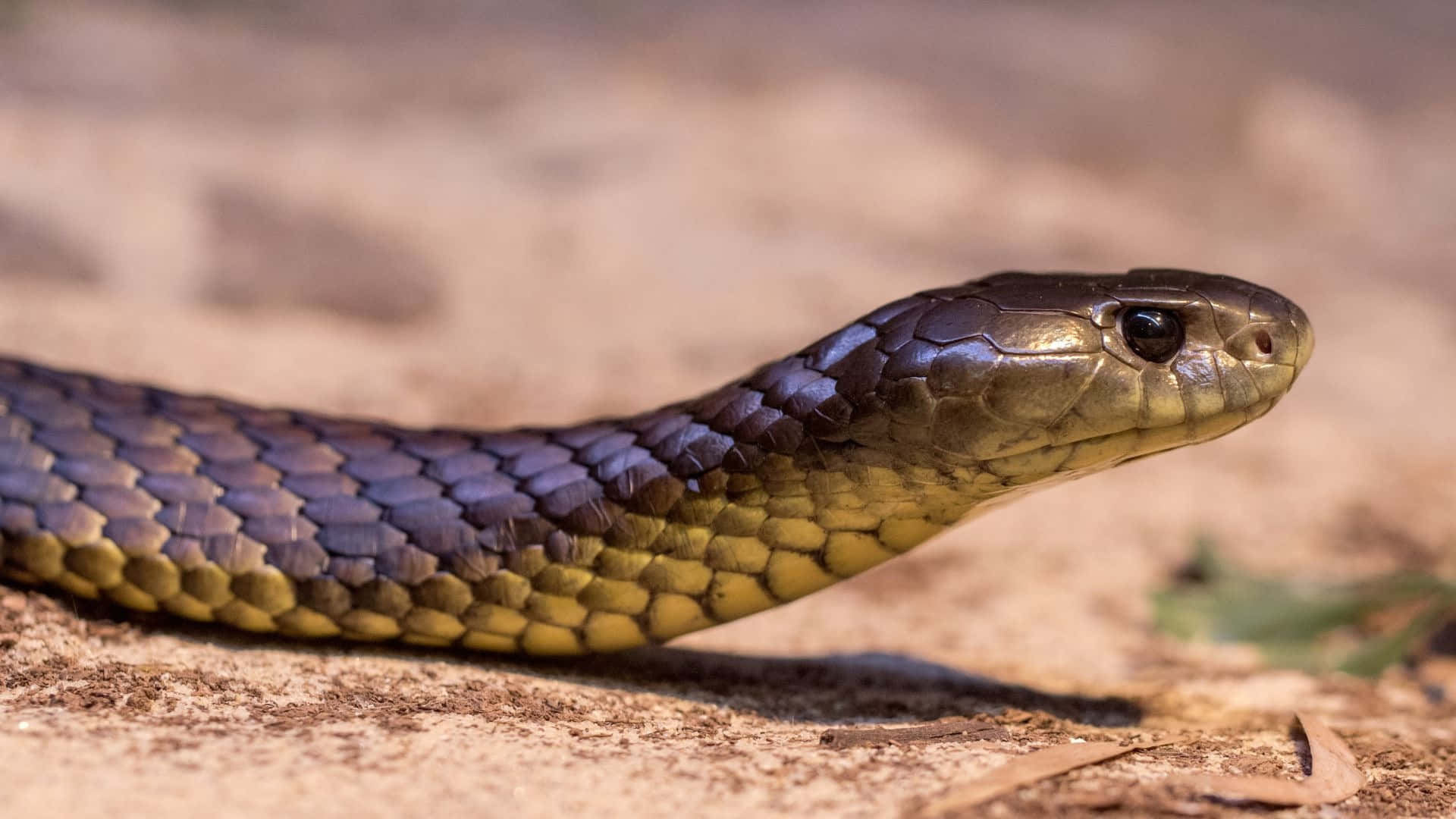 1920x1080 Tiger Snake Wallpaper