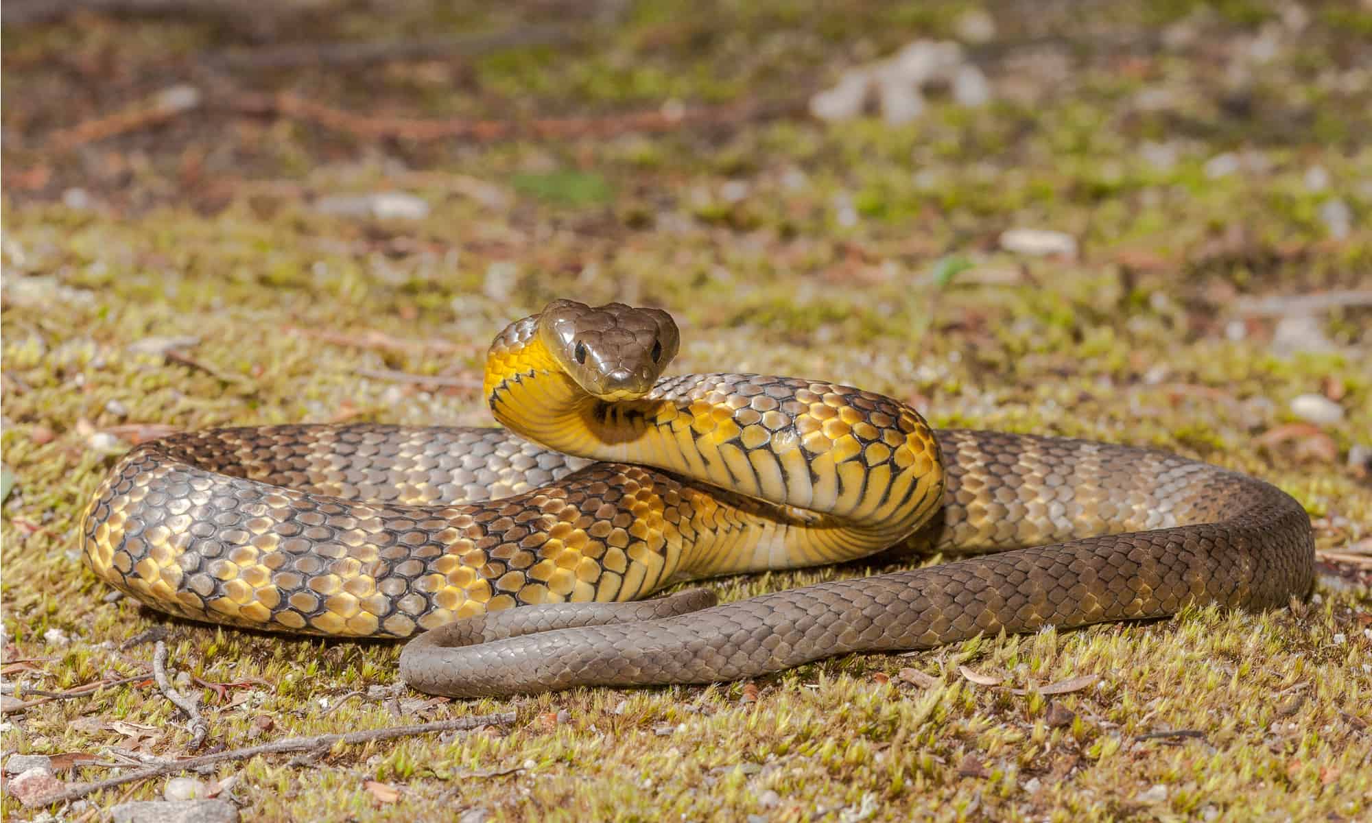 2000x1200 Unbelievable Facts About Tiger Snake