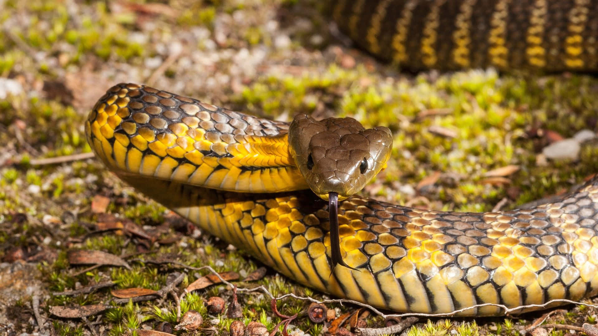 Tiger Snake Wallpapers - Top Free Tiger Snake Backgrounds - WallpaperAccess