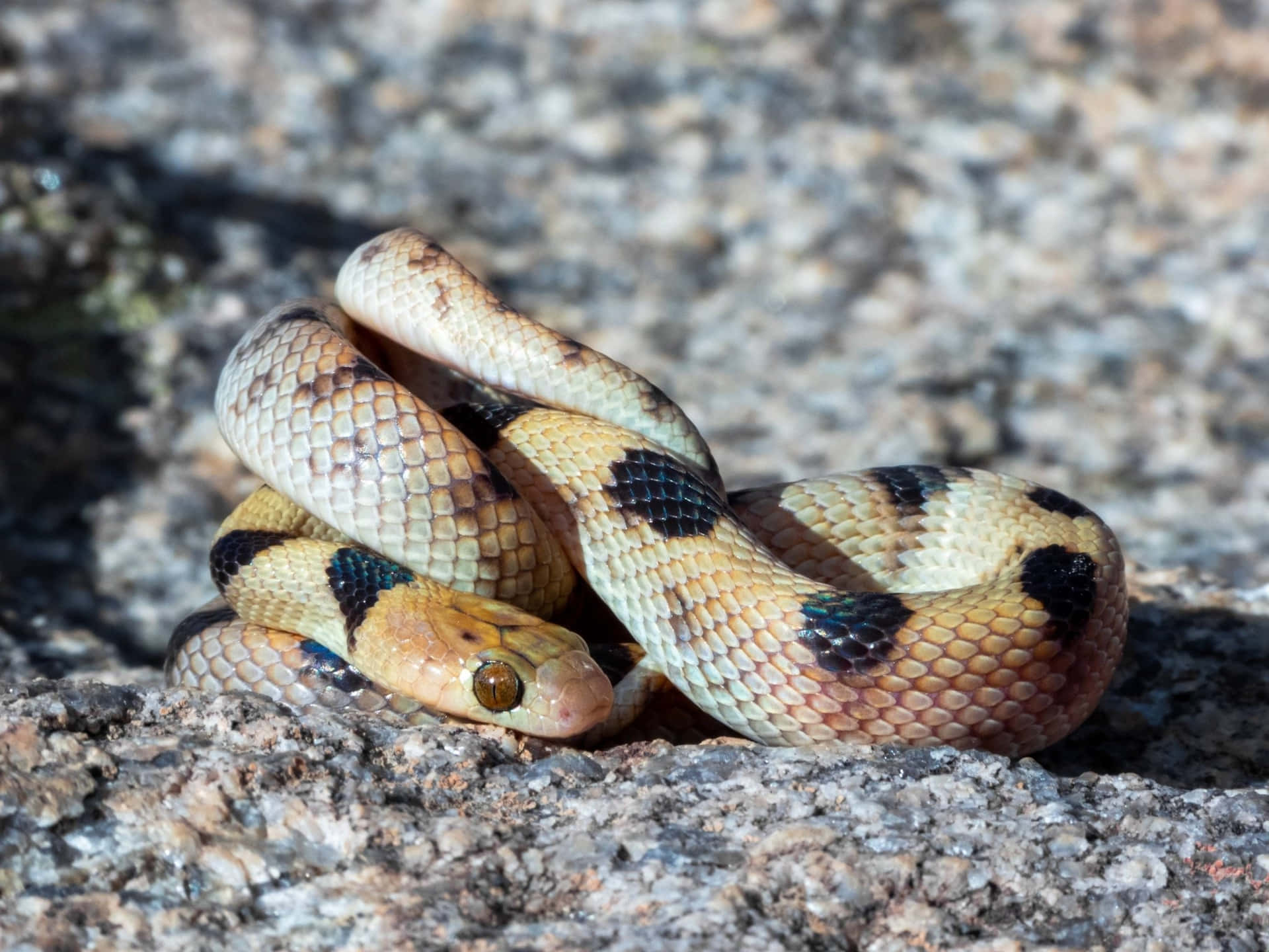Tiger Snake Wallpapers - Top Free Tiger Snake Backgrounds - WallpaperAccess
