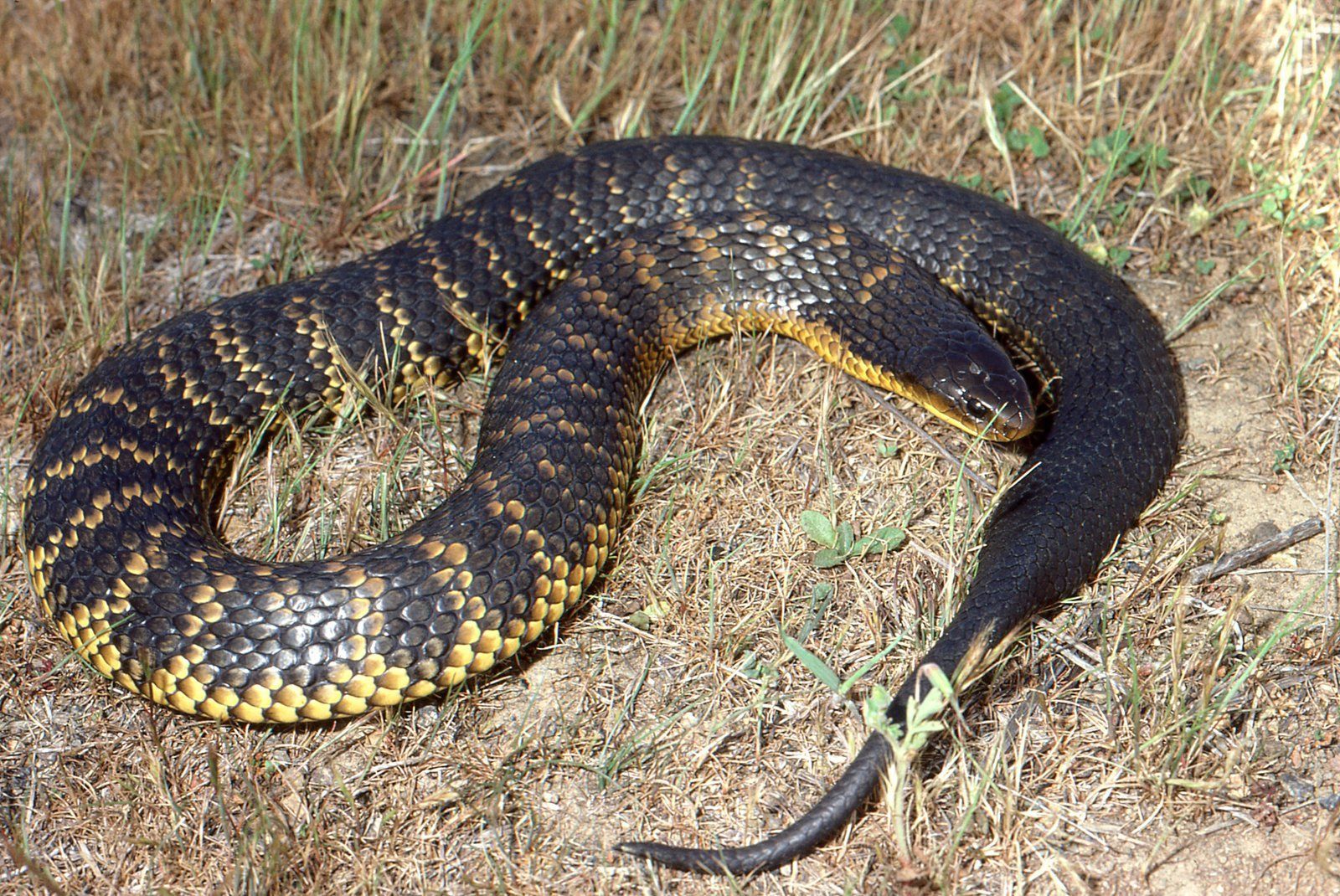 1600x1070 Tiger Snake Australian Museum