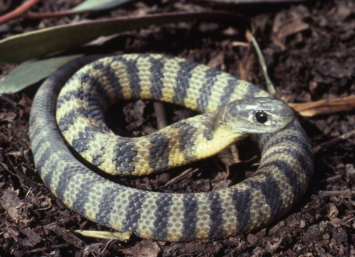 1200x867 Tiger Snake Australian Museum