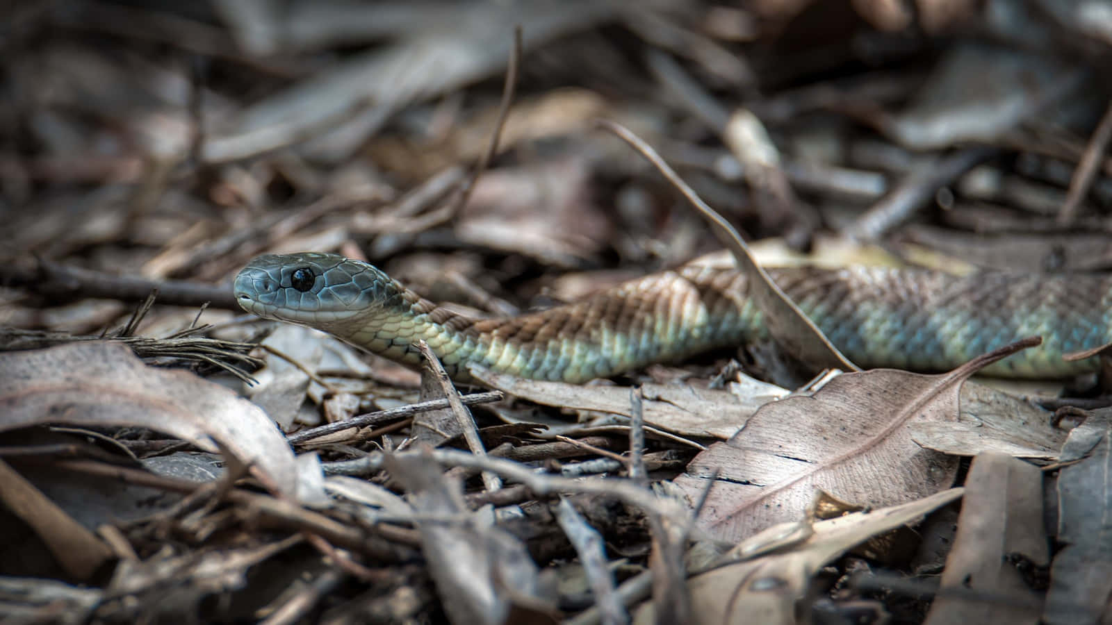 1600x900 Tiger Snake Wallpaper