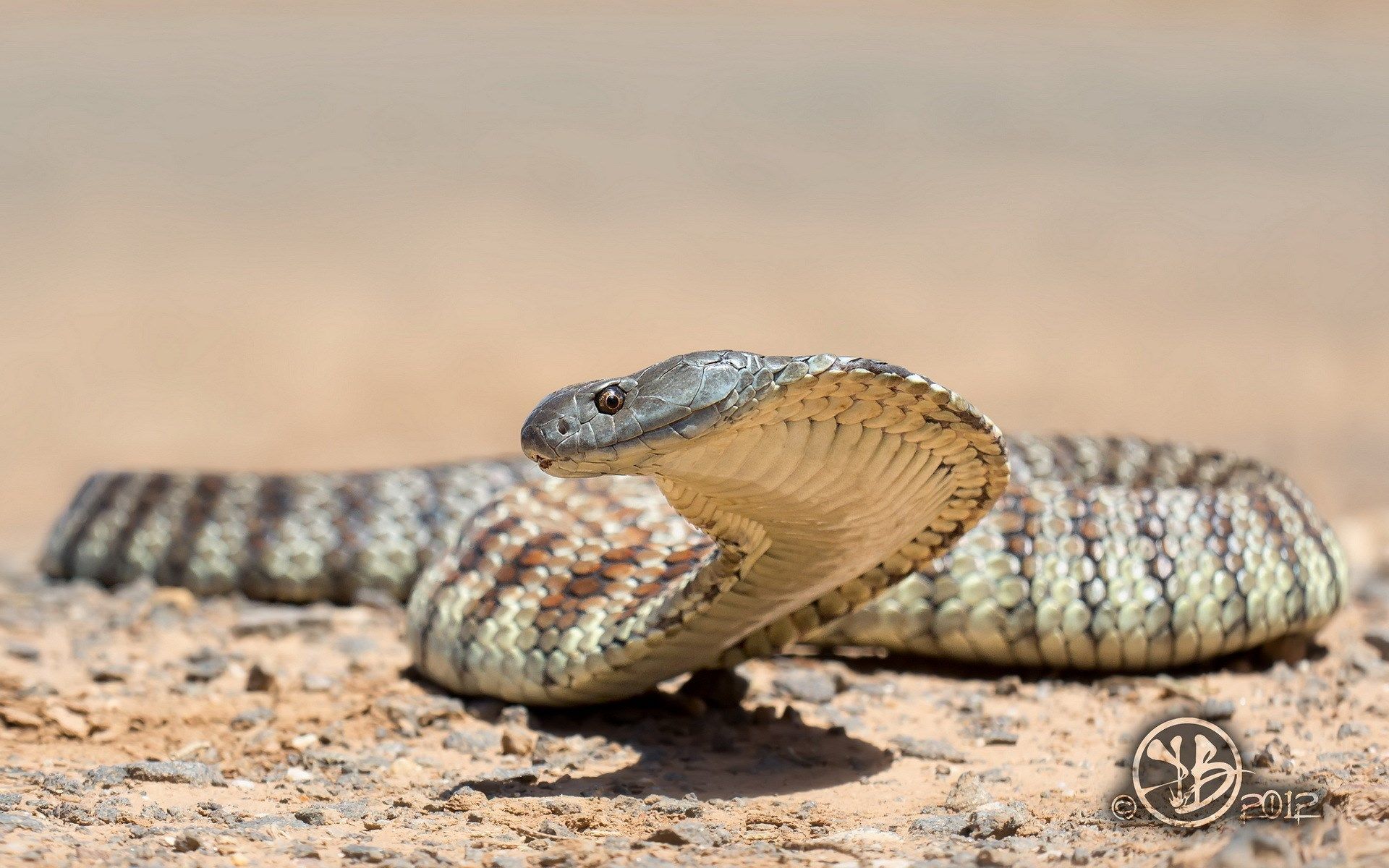 1920x1200 Australian reptile park, Snake venom