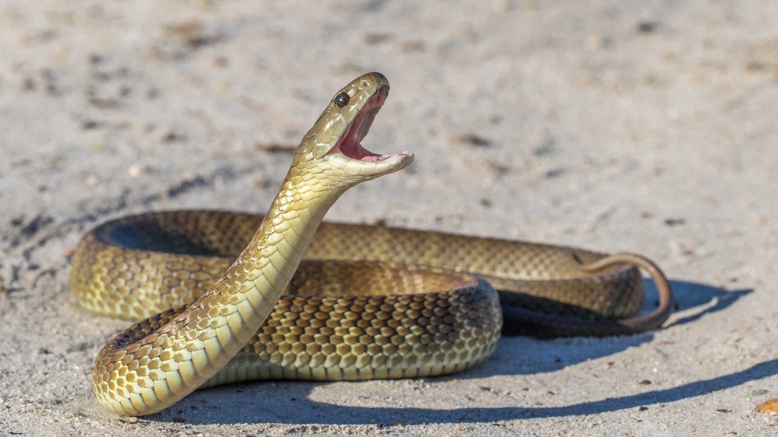 Tiger Snake Wallpapers - Top Free Tiger Snake Backgrounds - WallpaperAccess