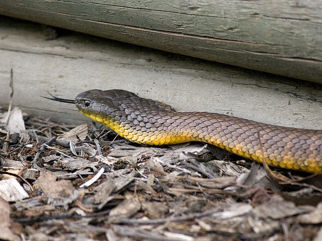 1024x768 Eastern Tiger Snake Reptiles