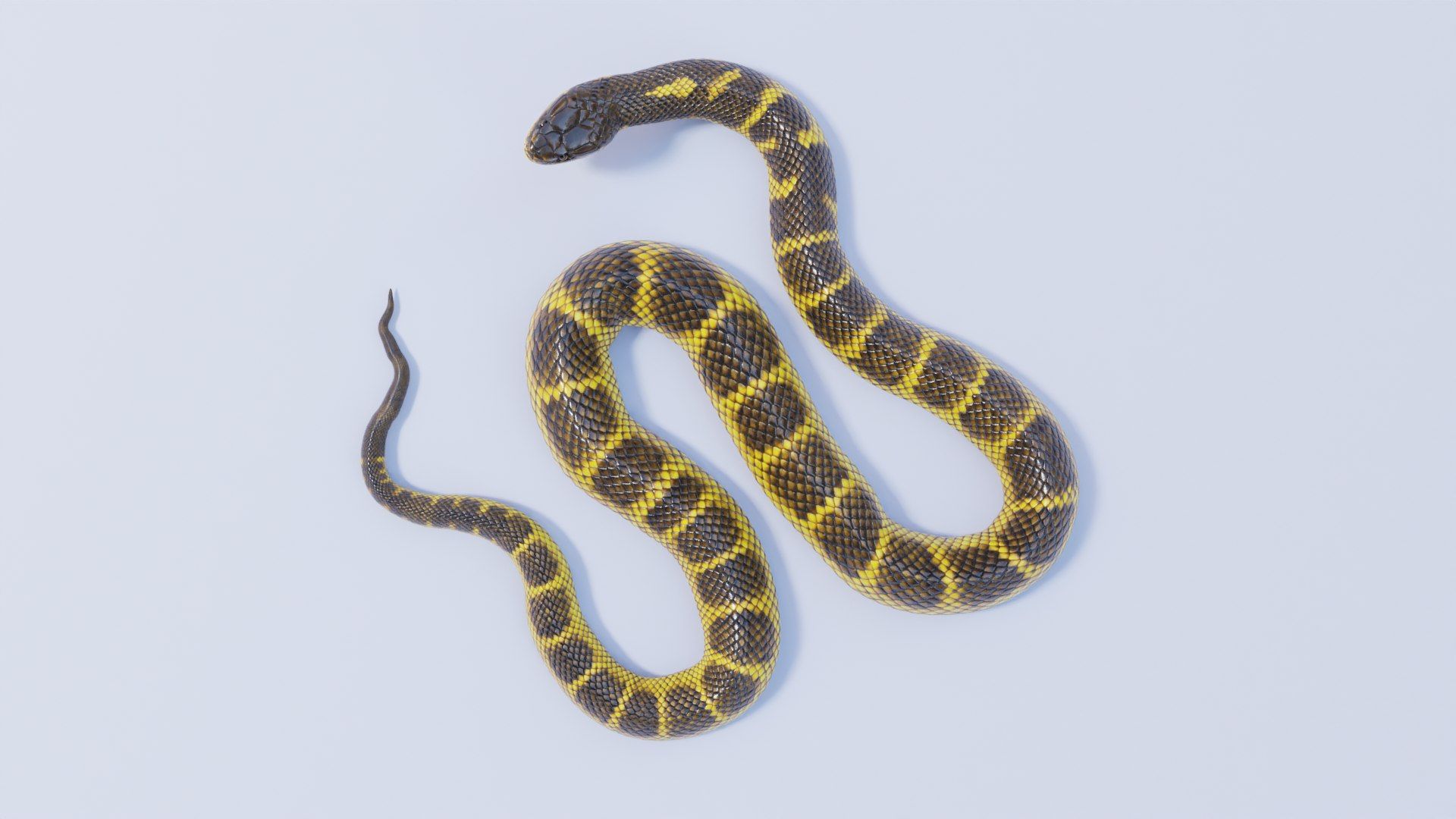 Tiger Snake Wallpapers - Top Free Tiger Snake Backgrounds - WallpaperAccess