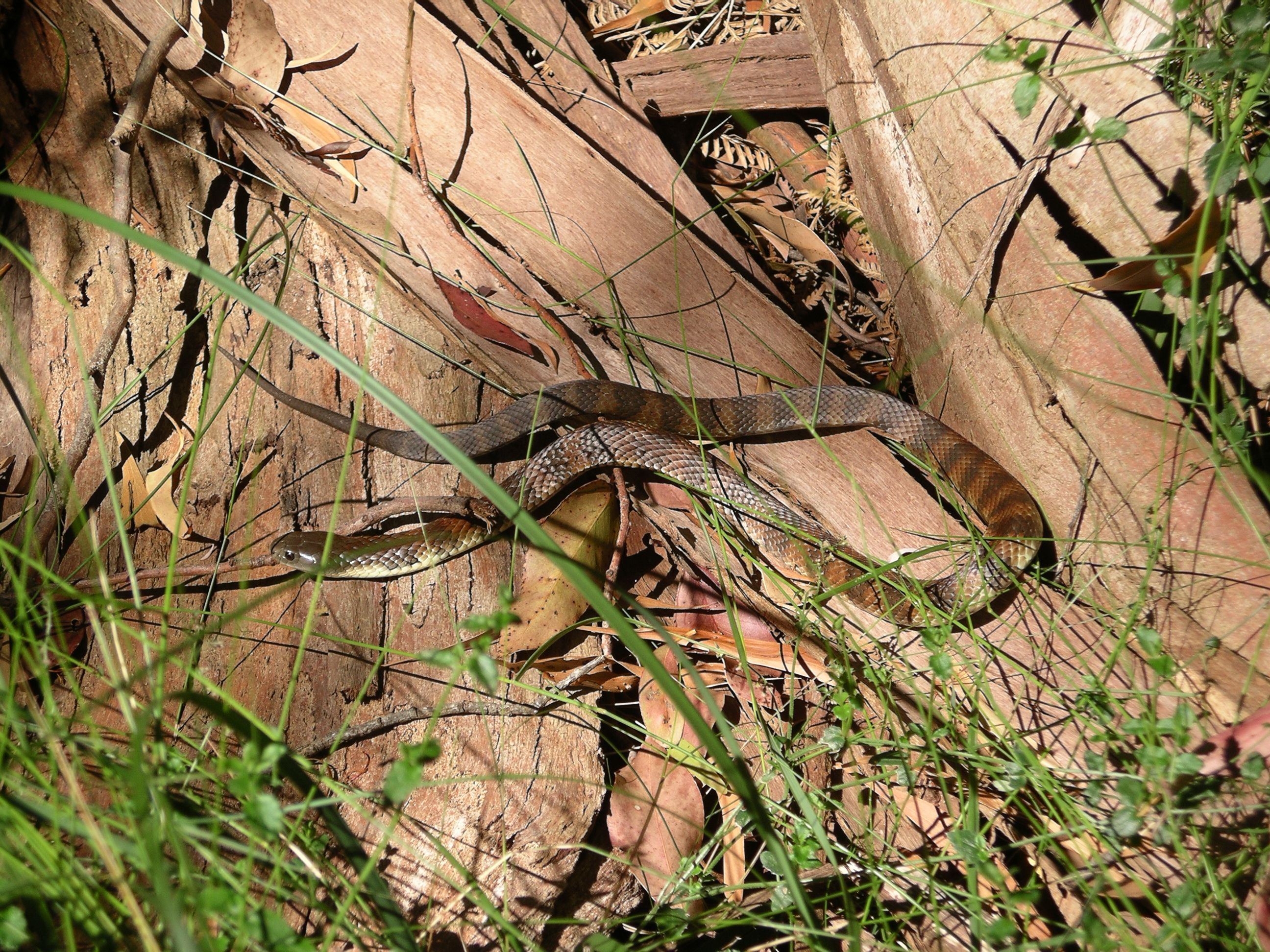 2592x1944 Animal Tiger Snake HD Wallpaper