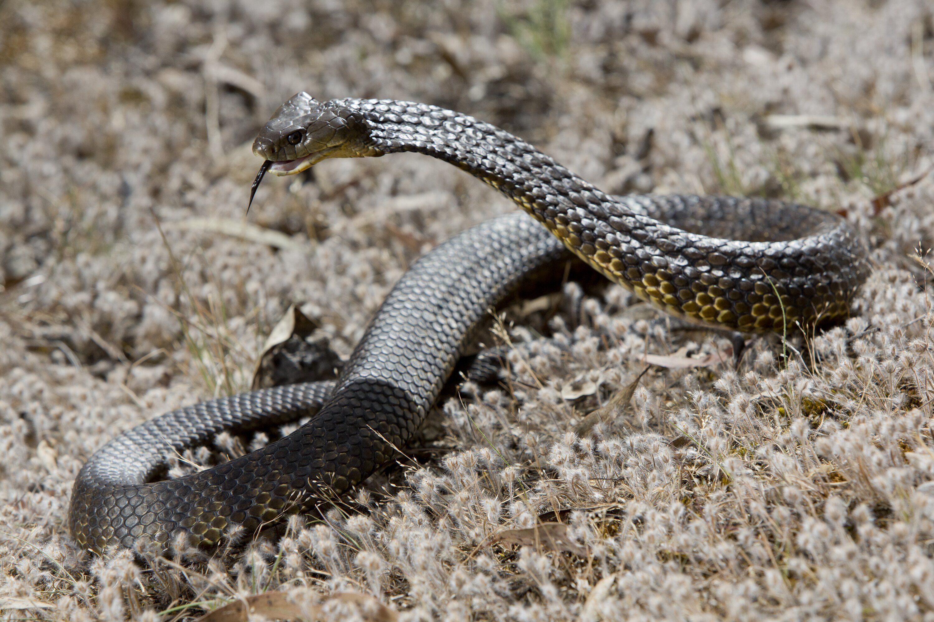 Tiger Snake Wallpapers - Top Free Tiger Snake Backgrounds - WallpaperAccess