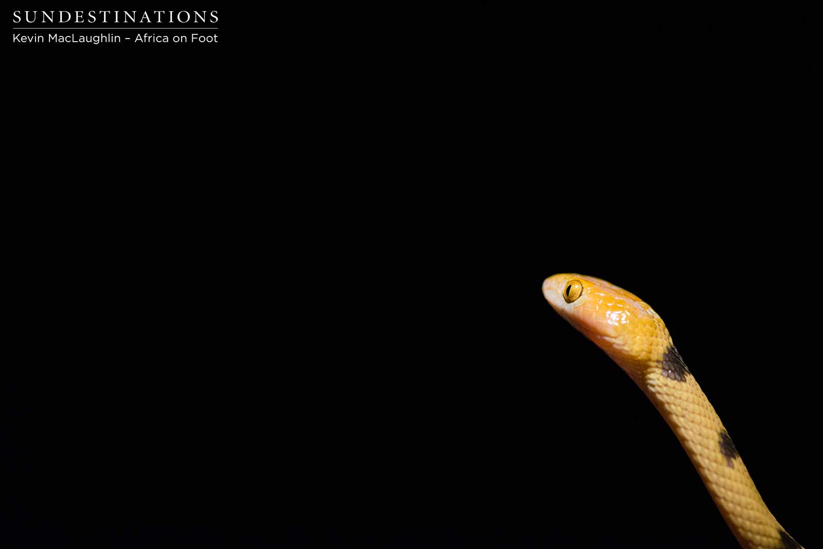 1600x1068 The Eye of the Tiger Snake