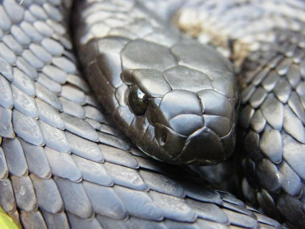 1024x768 IMAGES OF A BLACK TIGER SNAKE