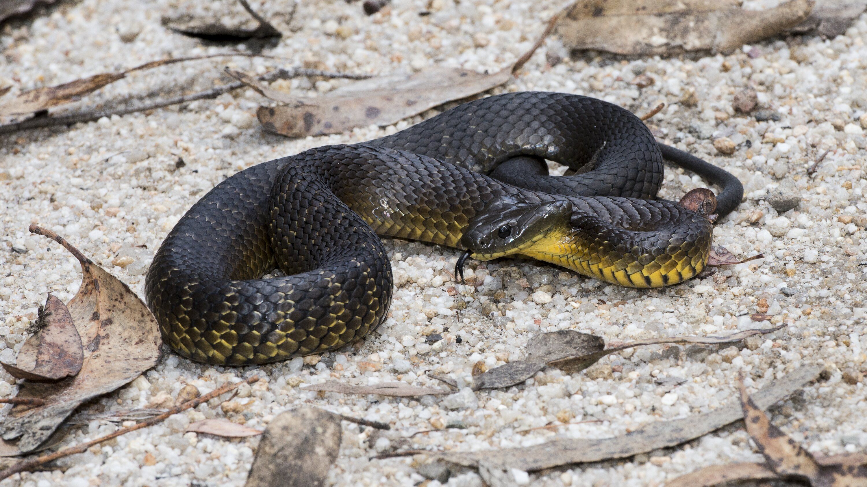 3000x1687 Notechis scutatus (Peters, 1861), Tiger