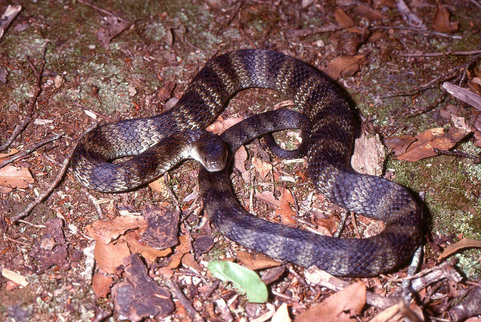 1600x1070 Tiger Snake Australian Museum