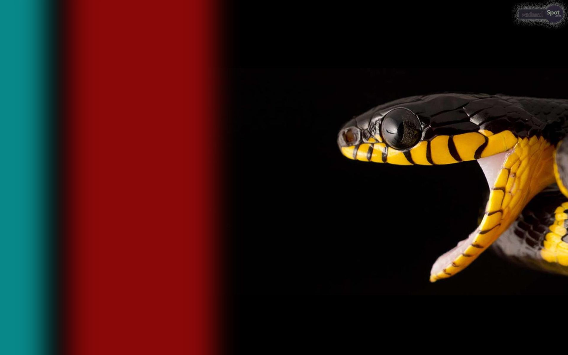 1920x1200 Snake Wallpaper